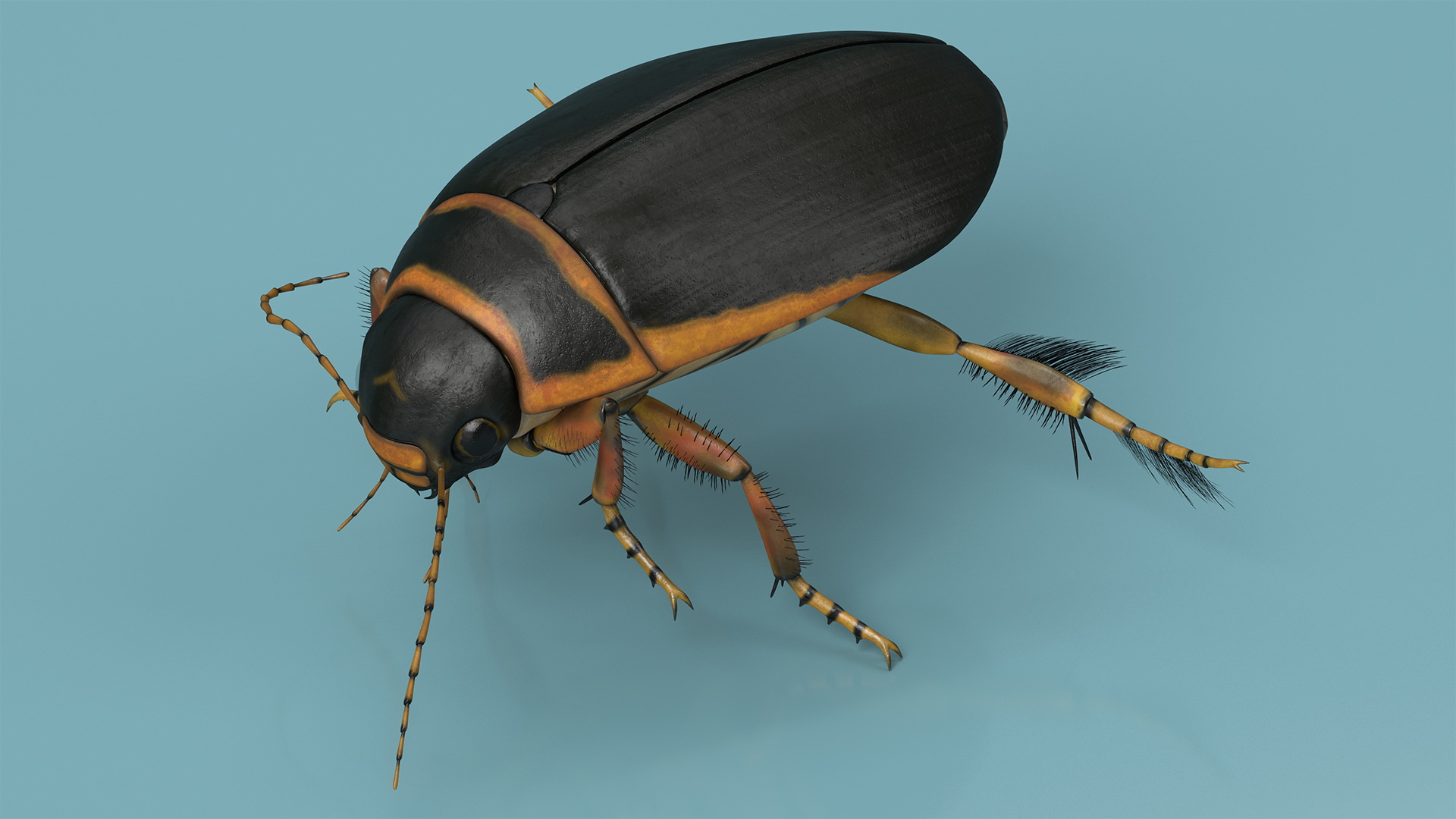 Aquatic Beetle Brown Realistic Floating 3D model