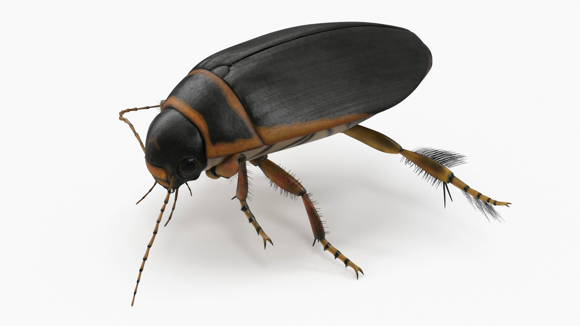 Aquatic Beetle Brown Realistic Floating 3D model