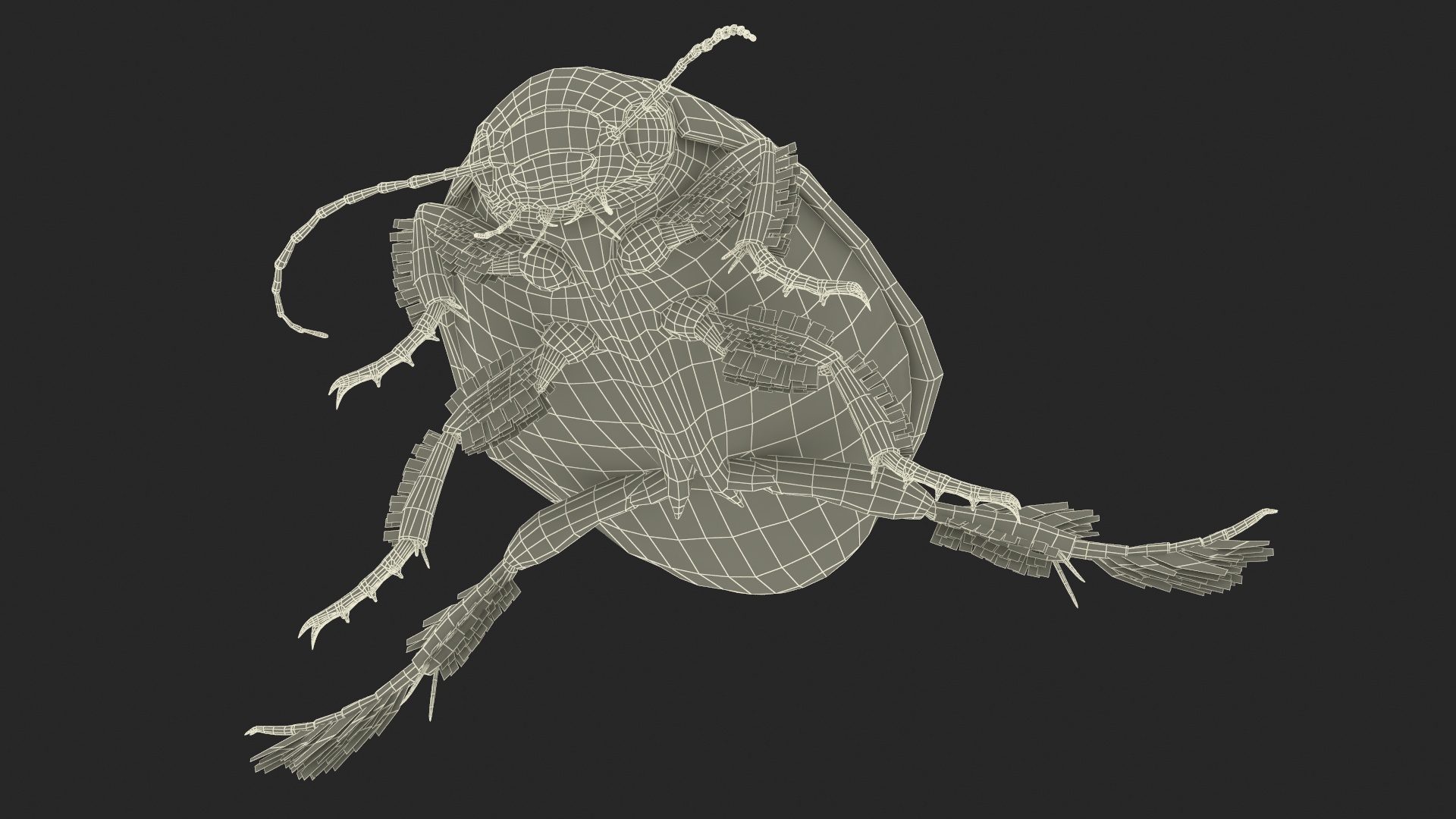 Aquatic Beetle Brown Realistic Floating 3D model