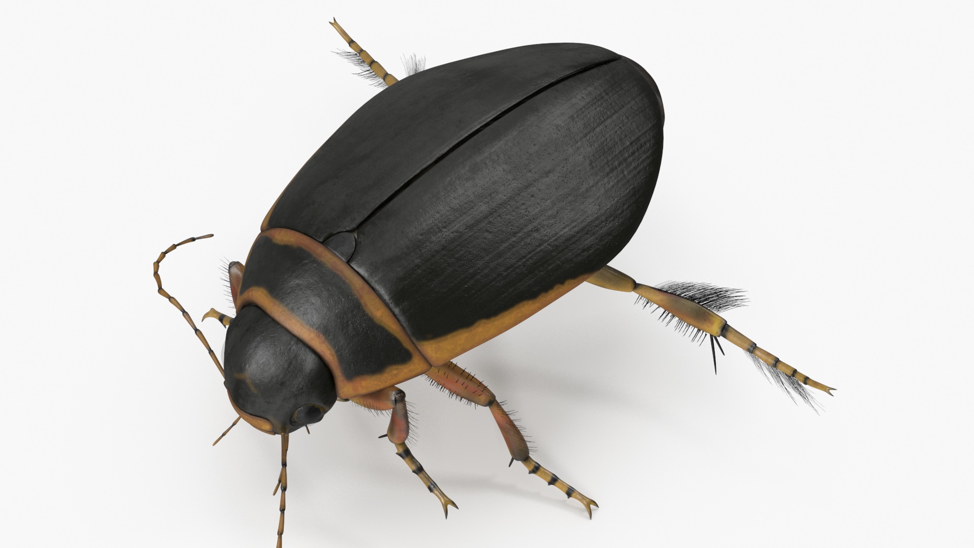 Aquatic Beetle Brown Realistic Floating 3D model