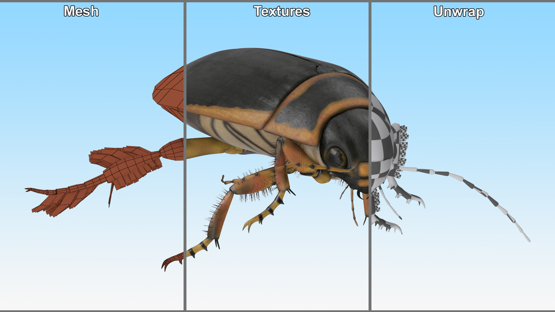 Aquatic Beetle Brown Realistic Floating 3D model