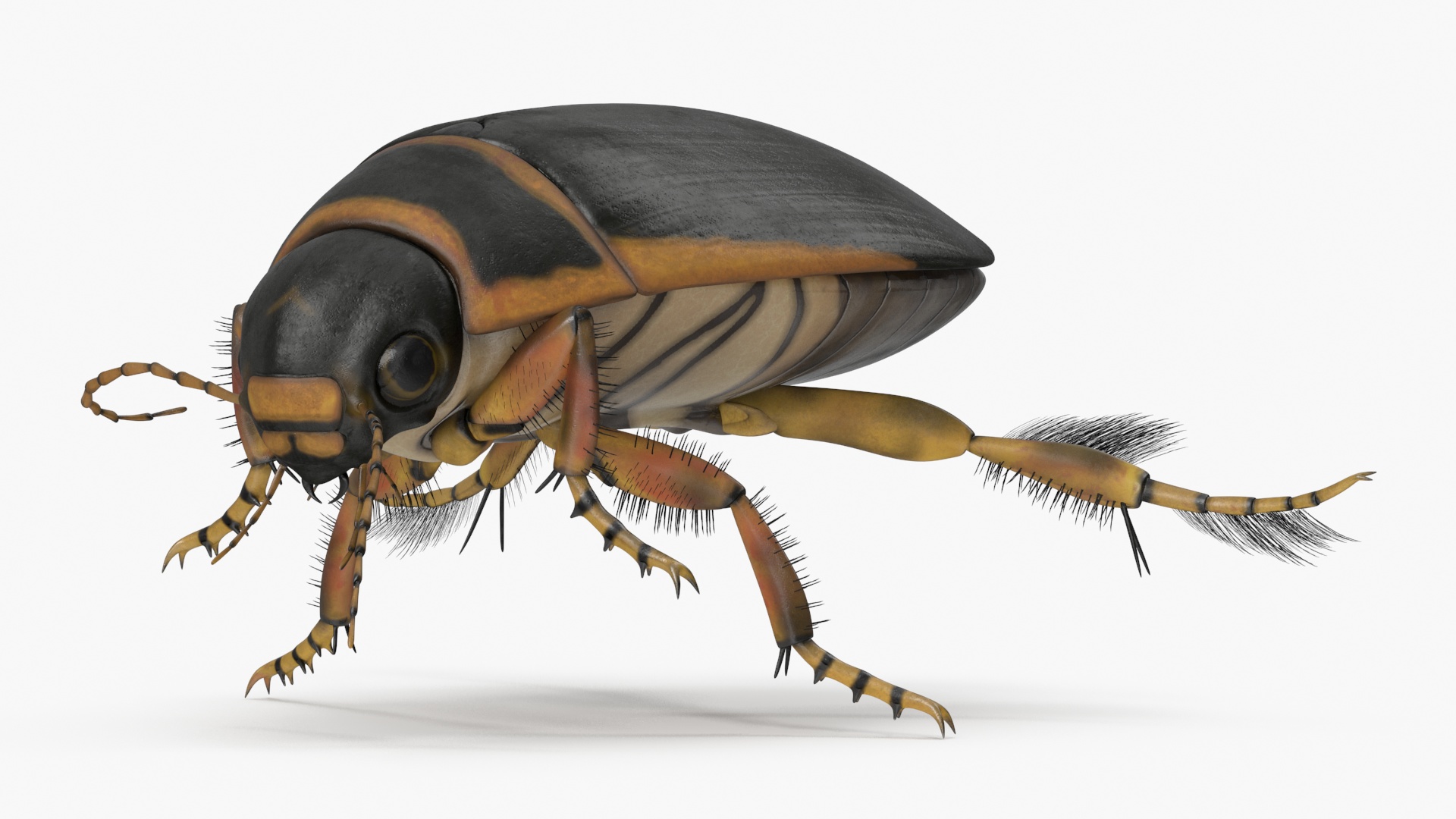 Aquatic Beetle Brown Realistic Floating 3D model