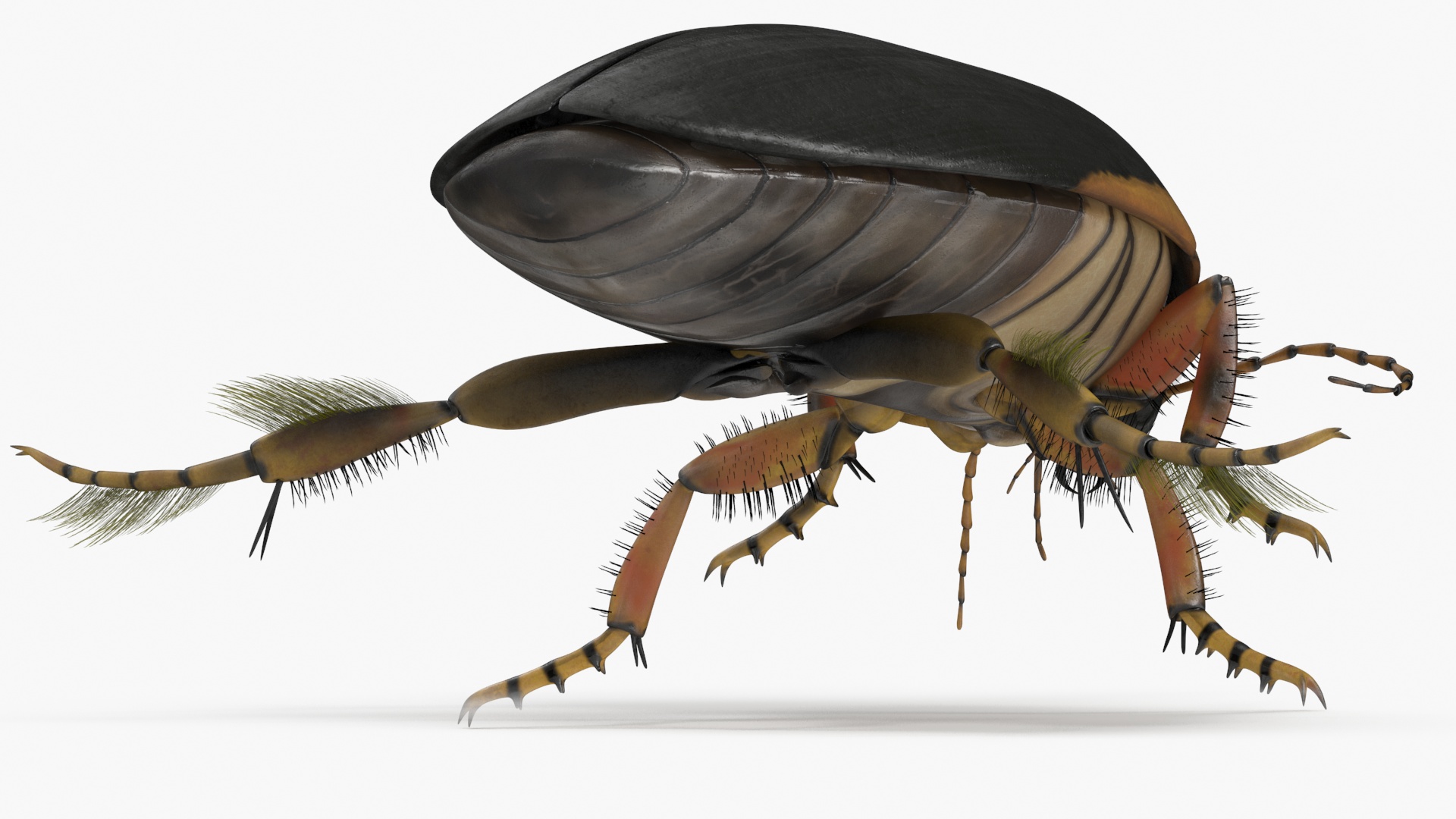 Aquatic Beetle Brown Realistic Floating 3D model