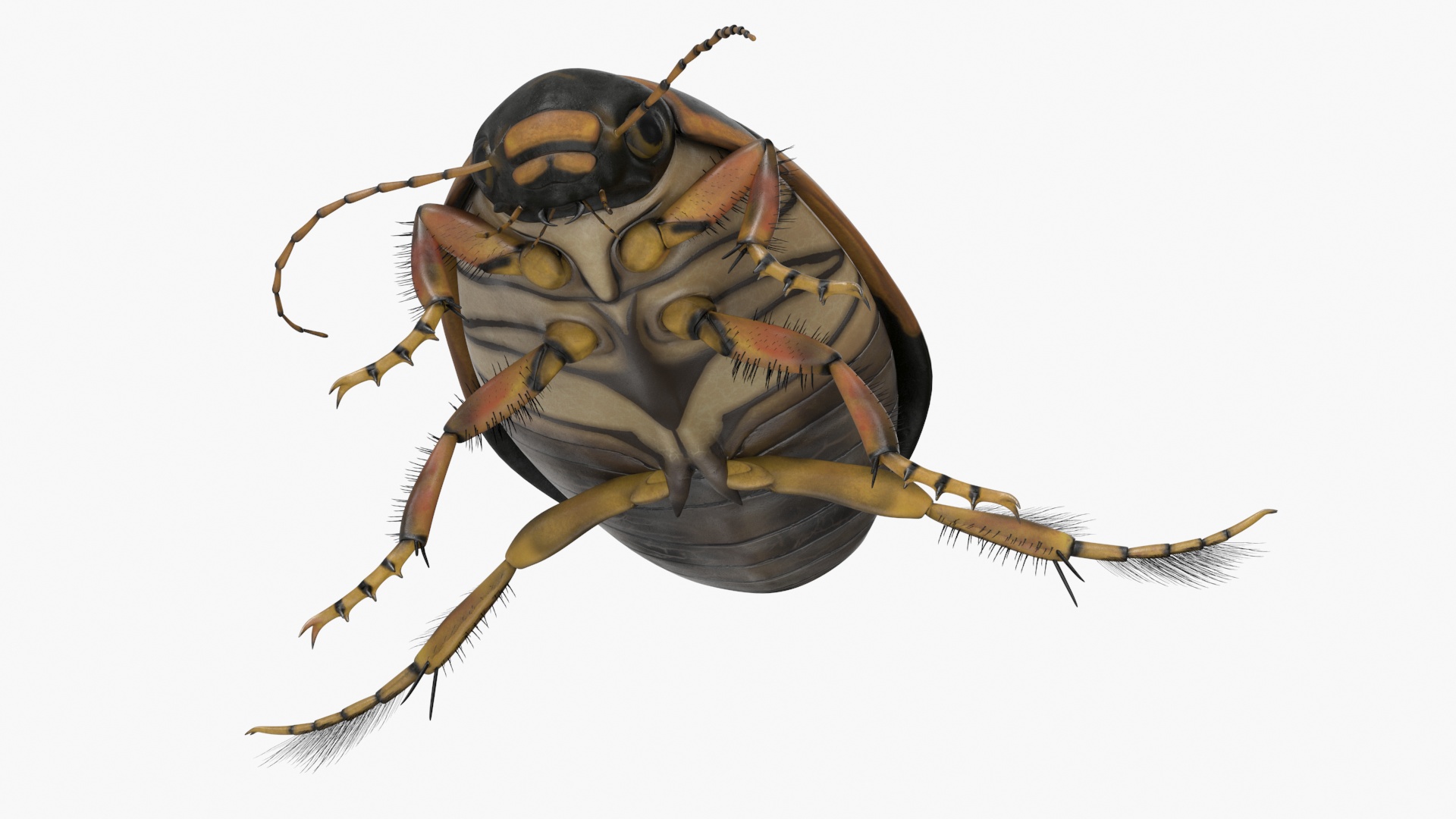 Aquatic Beetle Brown Realistic Floating 3D model