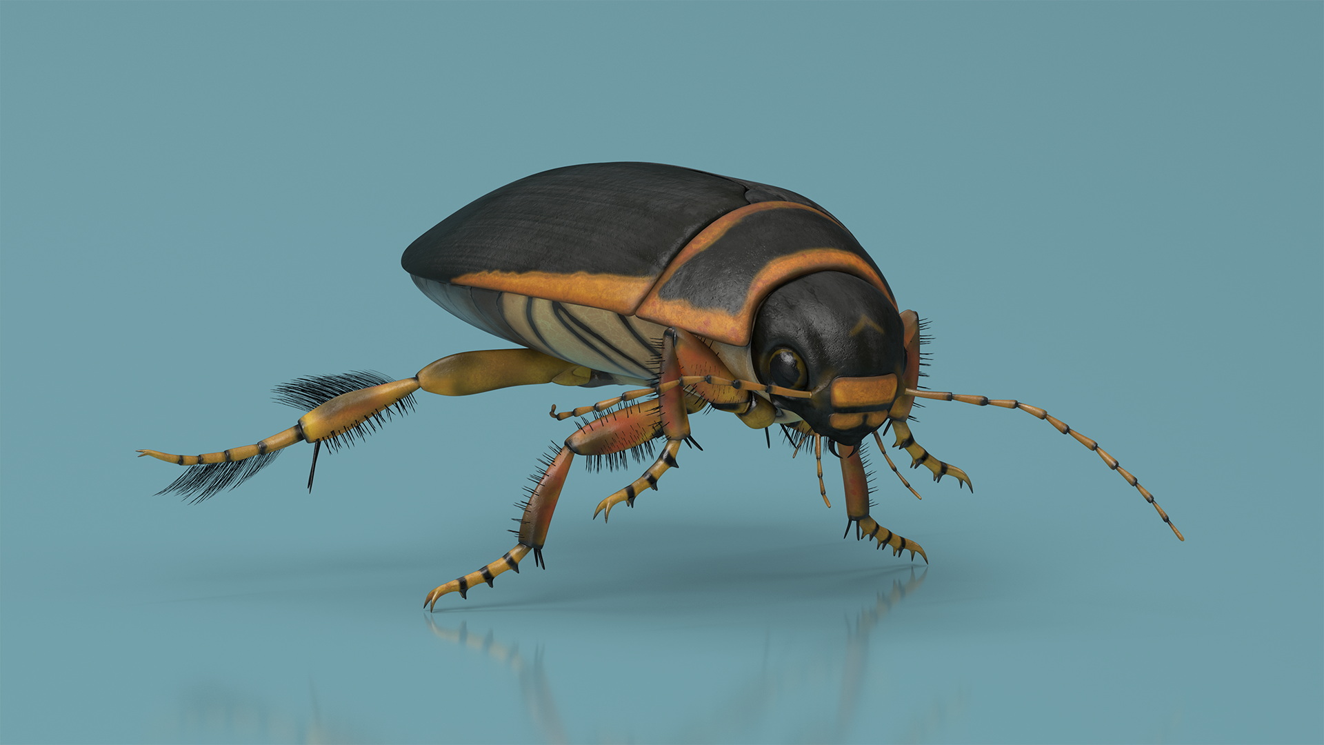 Aquatic Beetle Brown Realistic Floating 3D model