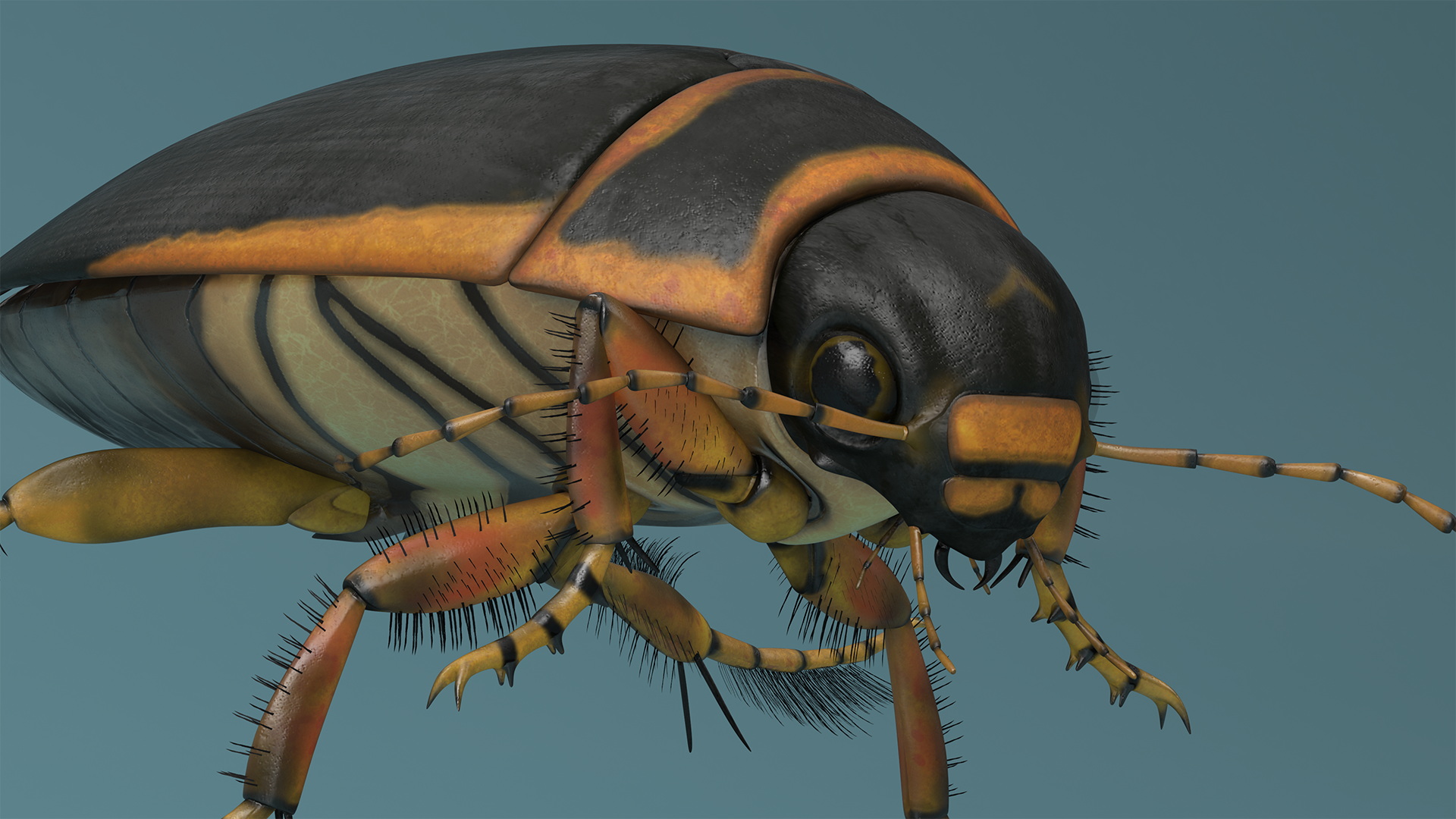 Aquatic Beetle Brown Realistic Floating 3D model