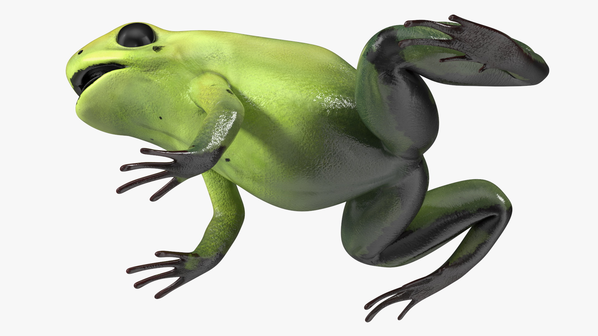 Green Morph Dart Frog Rigged for Maya 3D