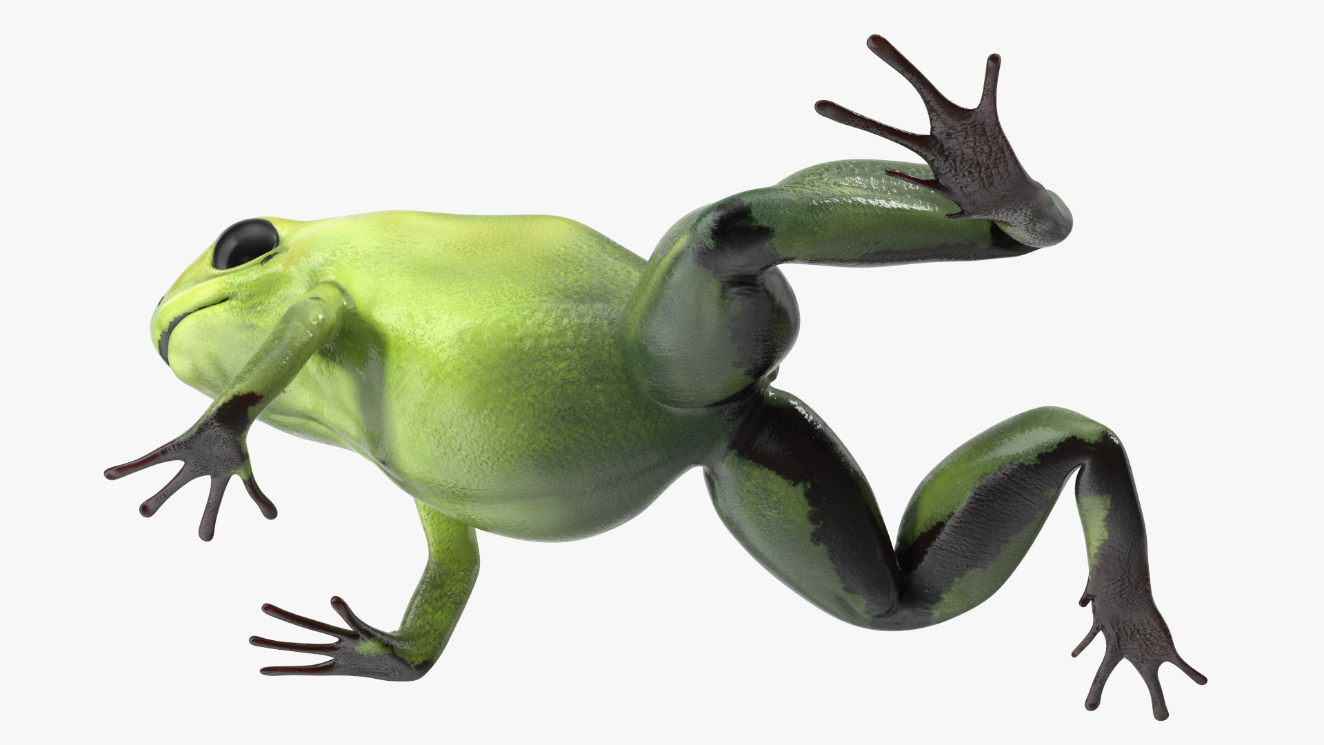 Green Morph Dart Frog Rigged for Maya 3D