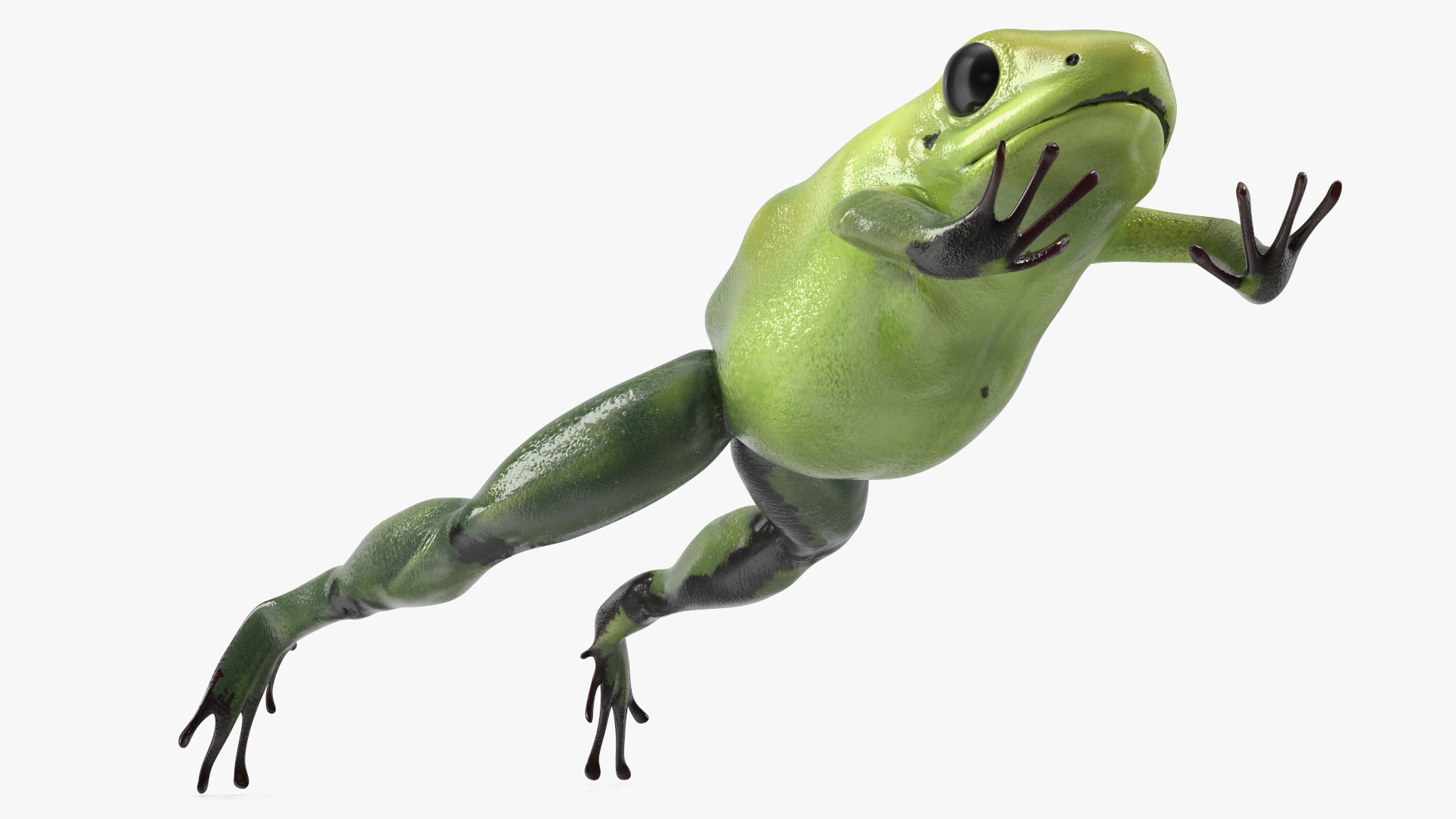 Green Morph Dart Frog Rigged for Maya 3D