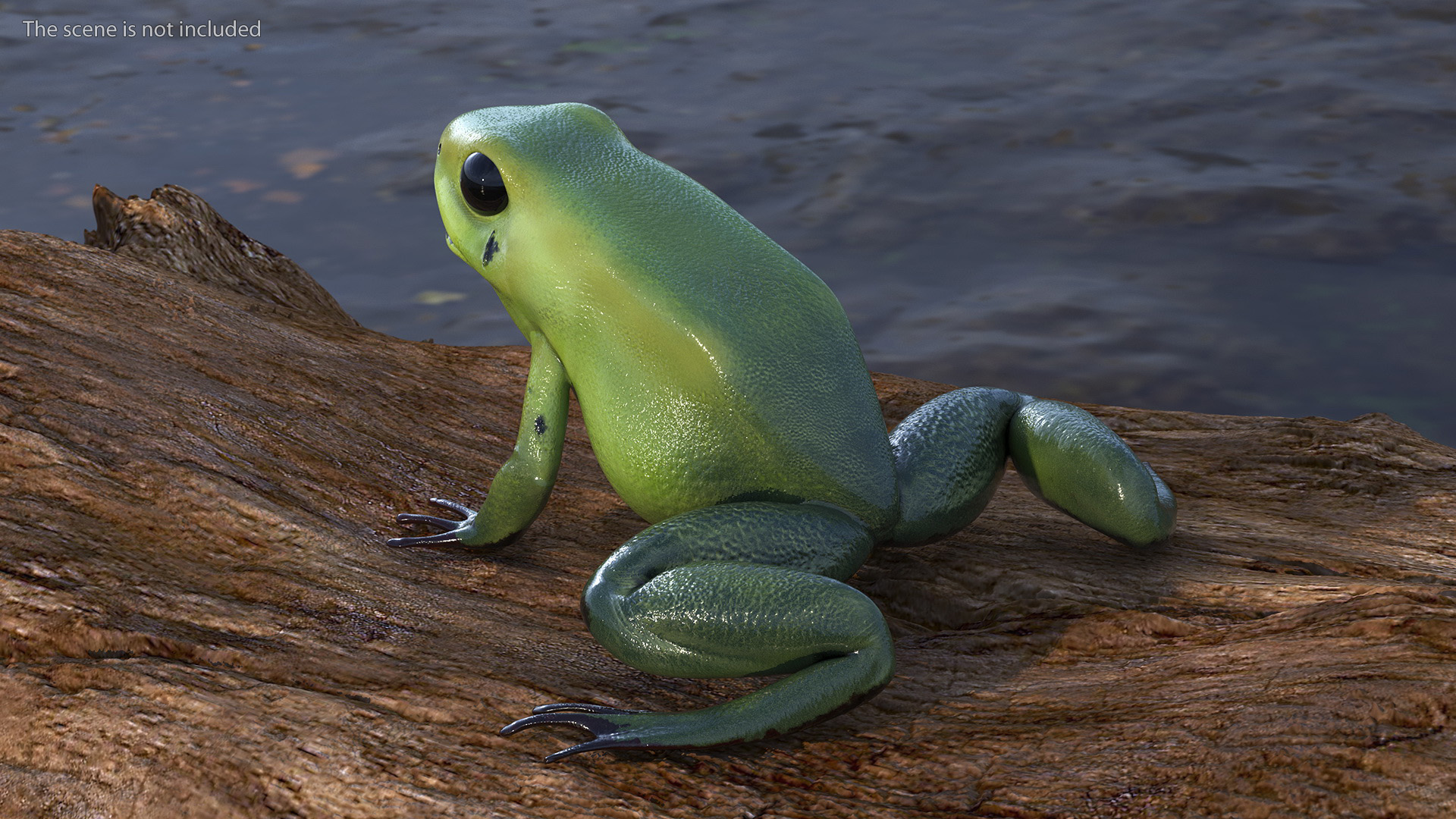 Green Morph Dart Frog Rigged for Maya 3D