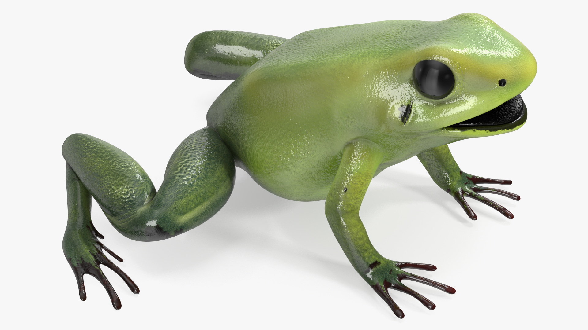 Green Morph Dart Frog Rigged for Maya 3D