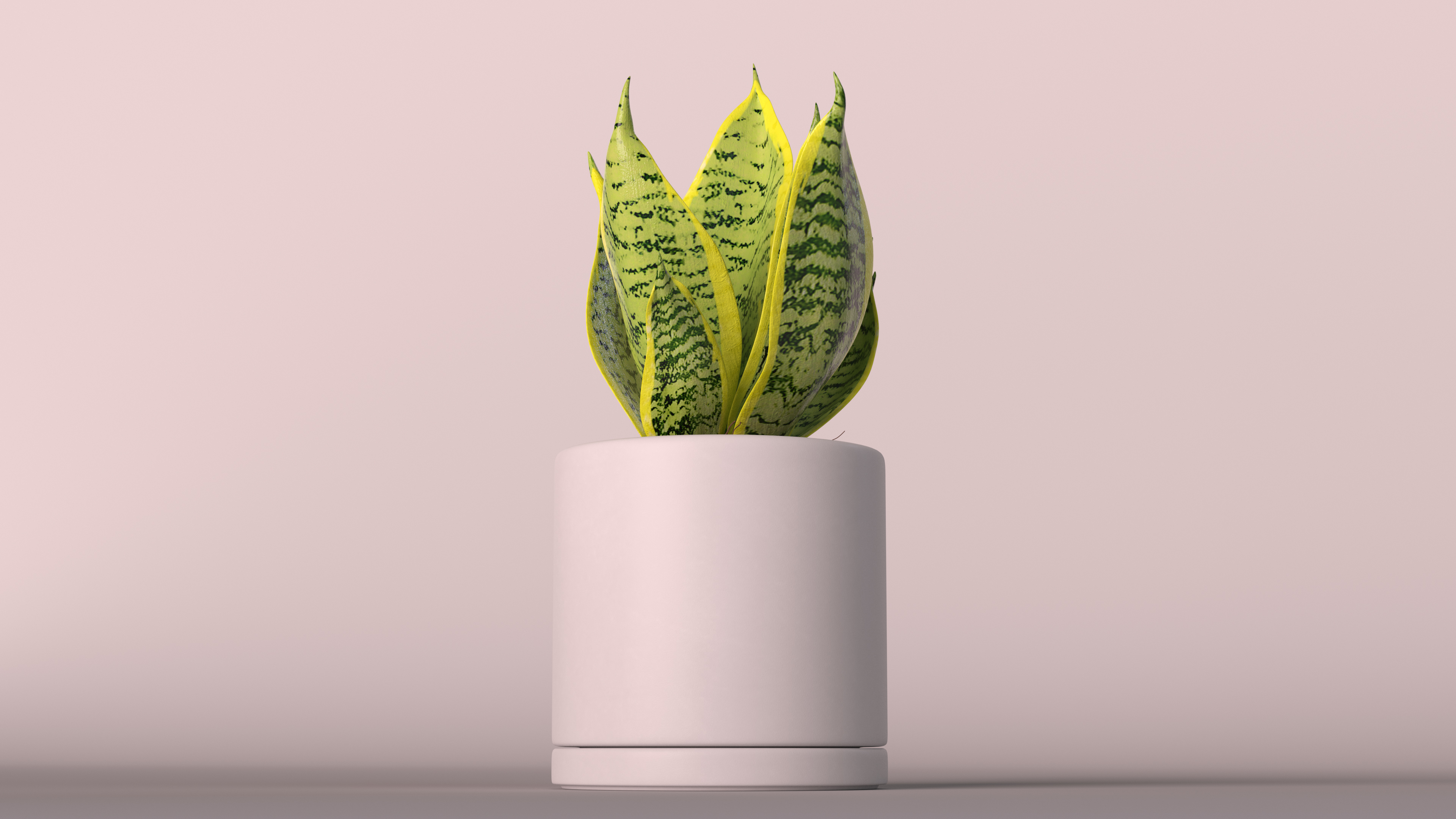 Variegated Snake Plant 3D