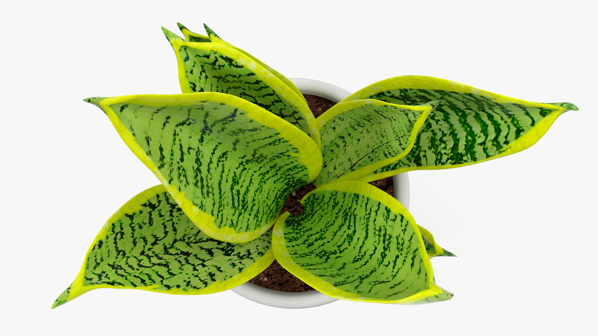 Variegated Snake Plant 3D