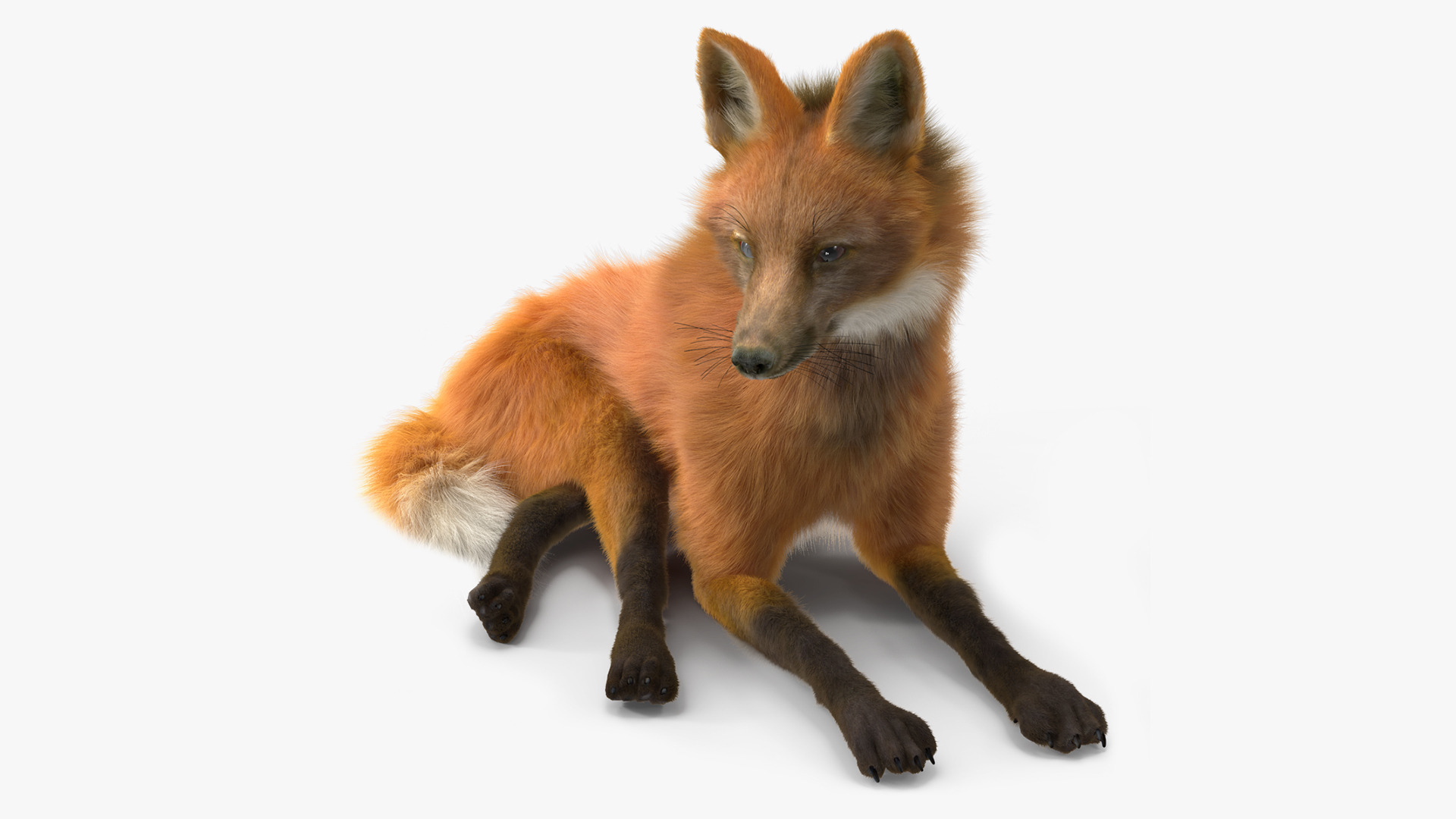 Maned Wolf Reclining Pose Fur 3D model