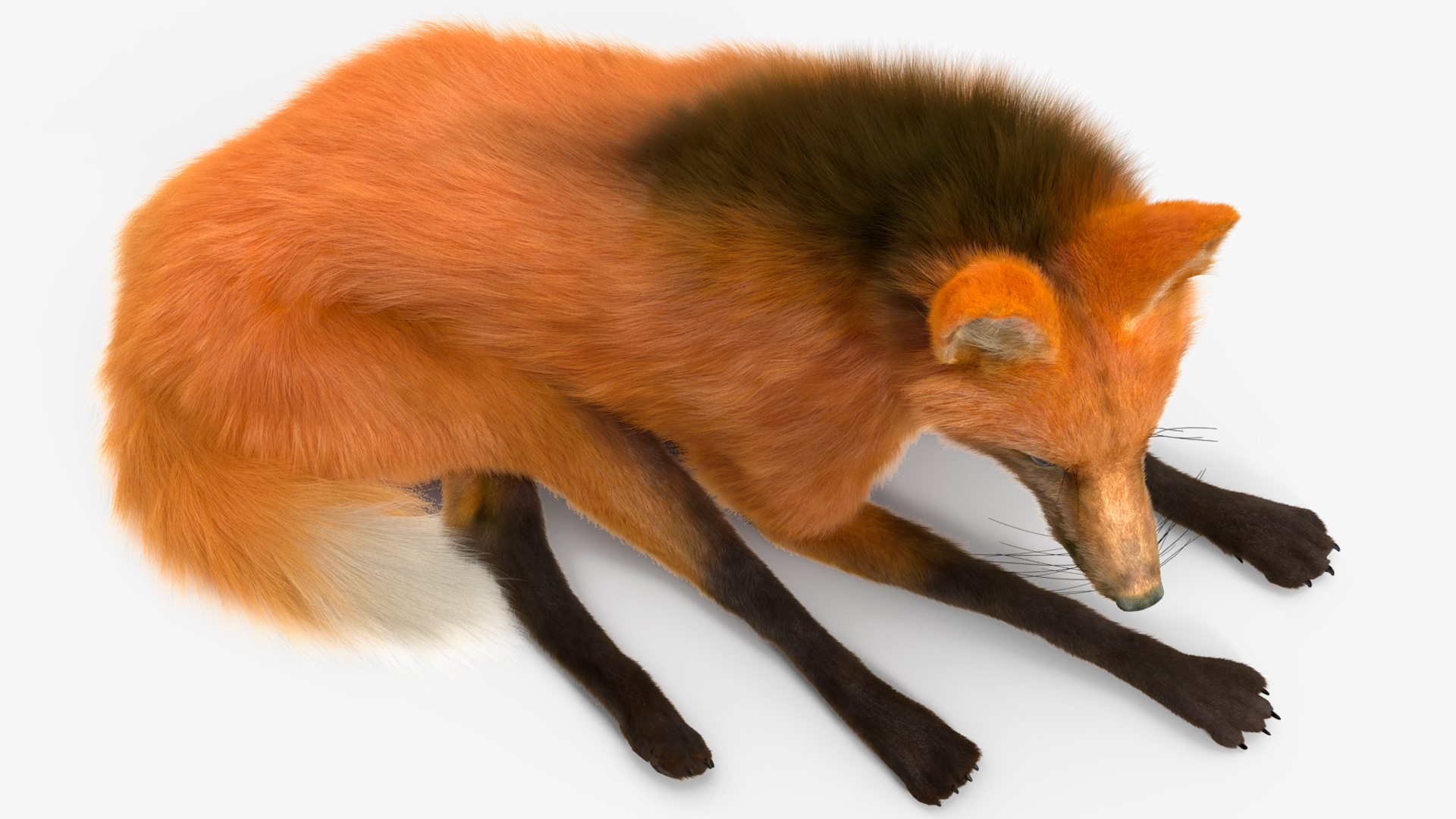 Maned Wolf Reclining Pose Fur 3D model