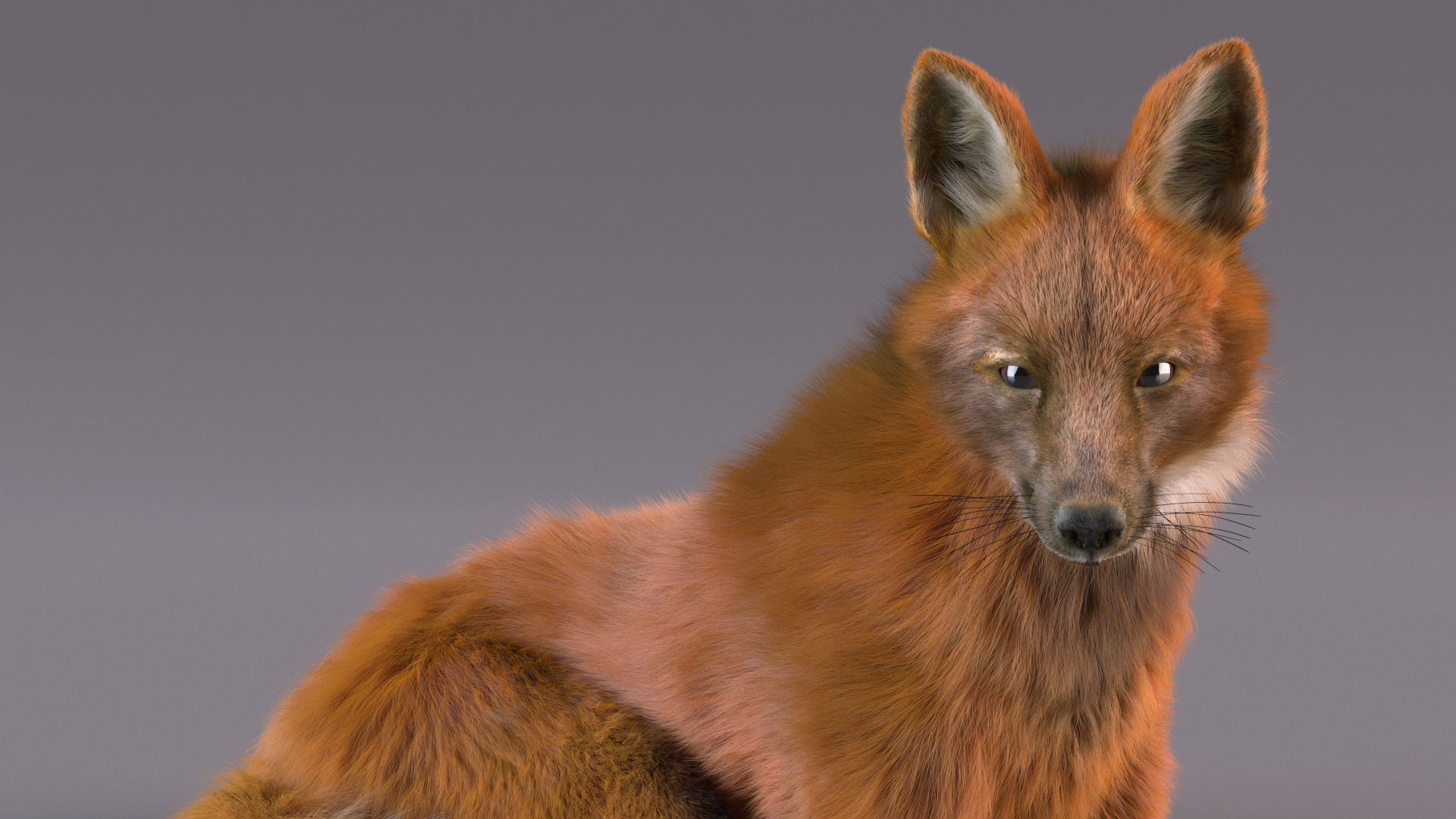 Maned Wolf Reclining Pose Fur 3D model