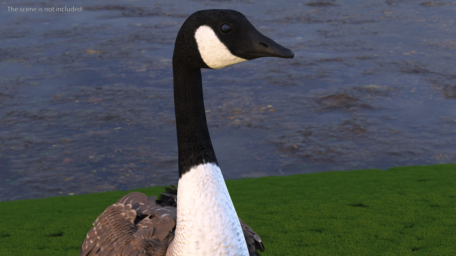 3D Branta Canadensis Standing Pose