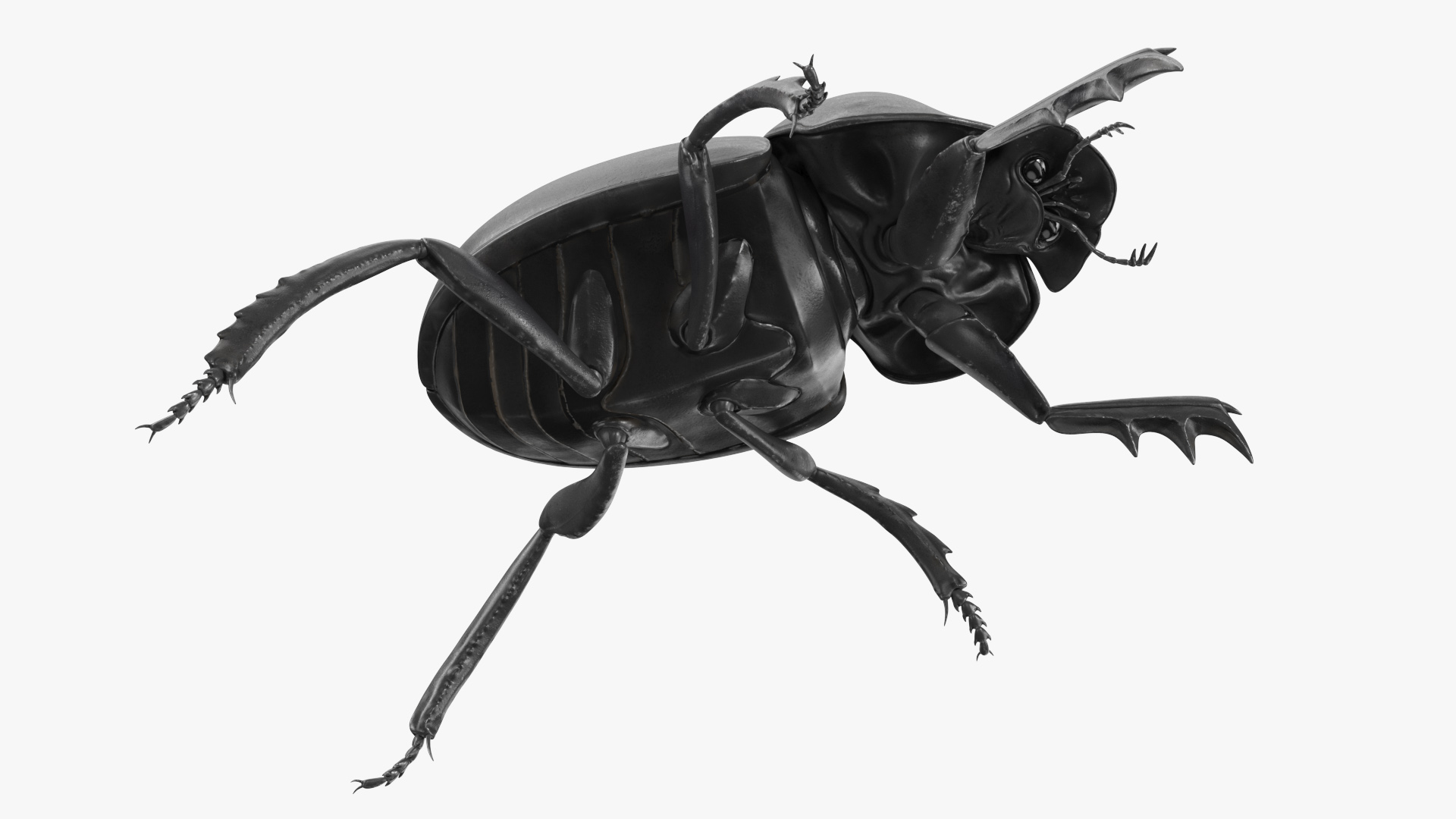 3D model Dung Beetle Standing