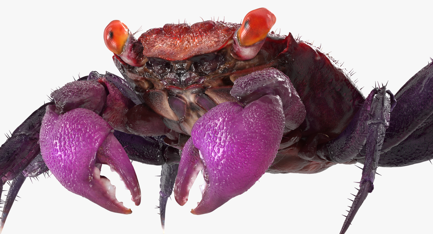 Vampire Crab Geosesarma with Fur 3D