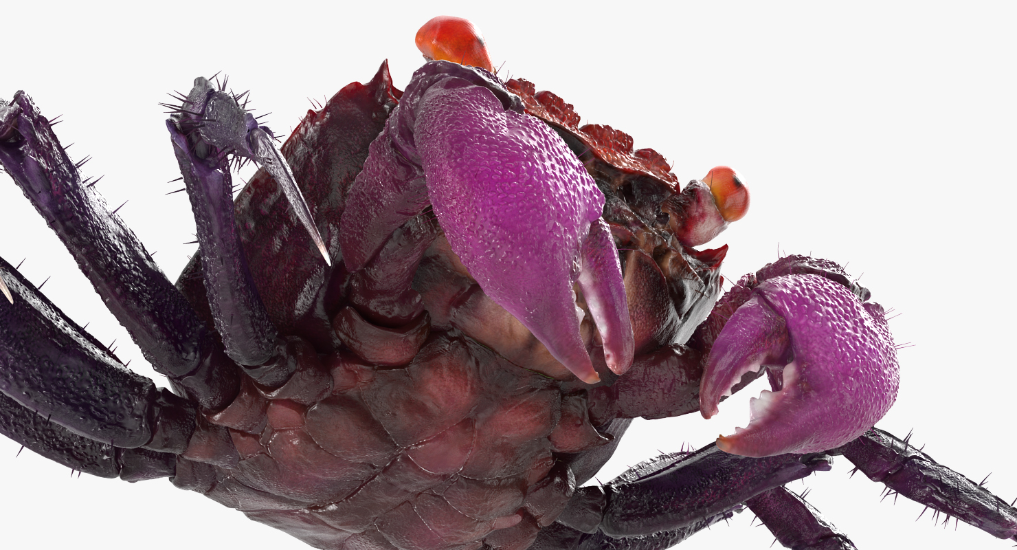 Vampire Crab Geosesarma with Fur 3D