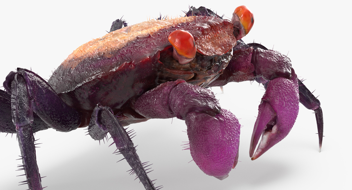 Vampire Crab Geosesarma with Fur 3D