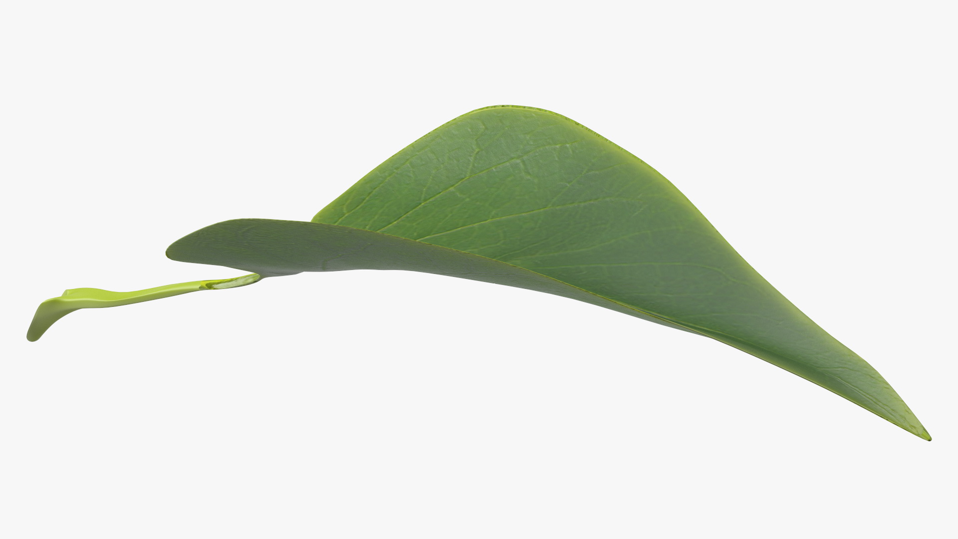 3D model Realistic Green Leaf