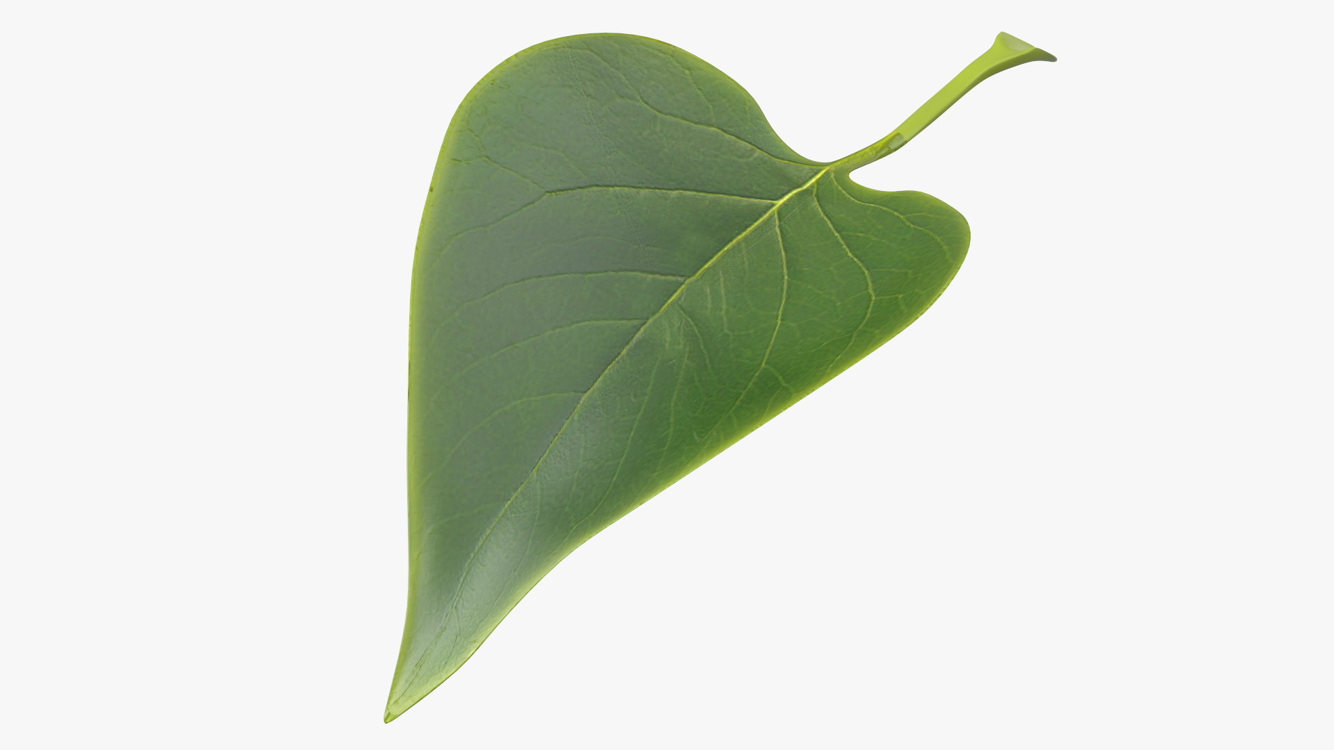 3D model Realistic Green Leaf