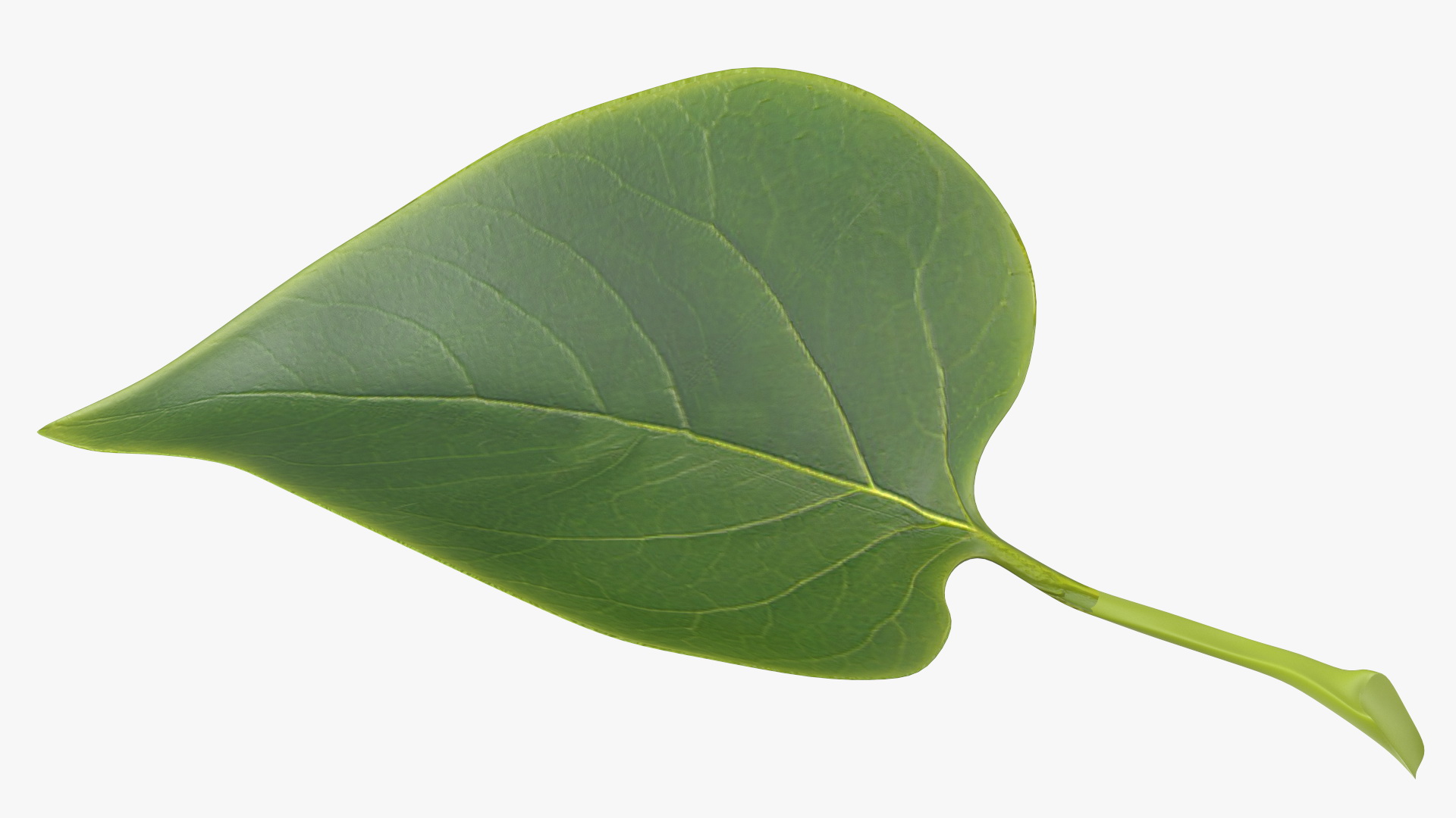 3D model Realistic Green Leaf