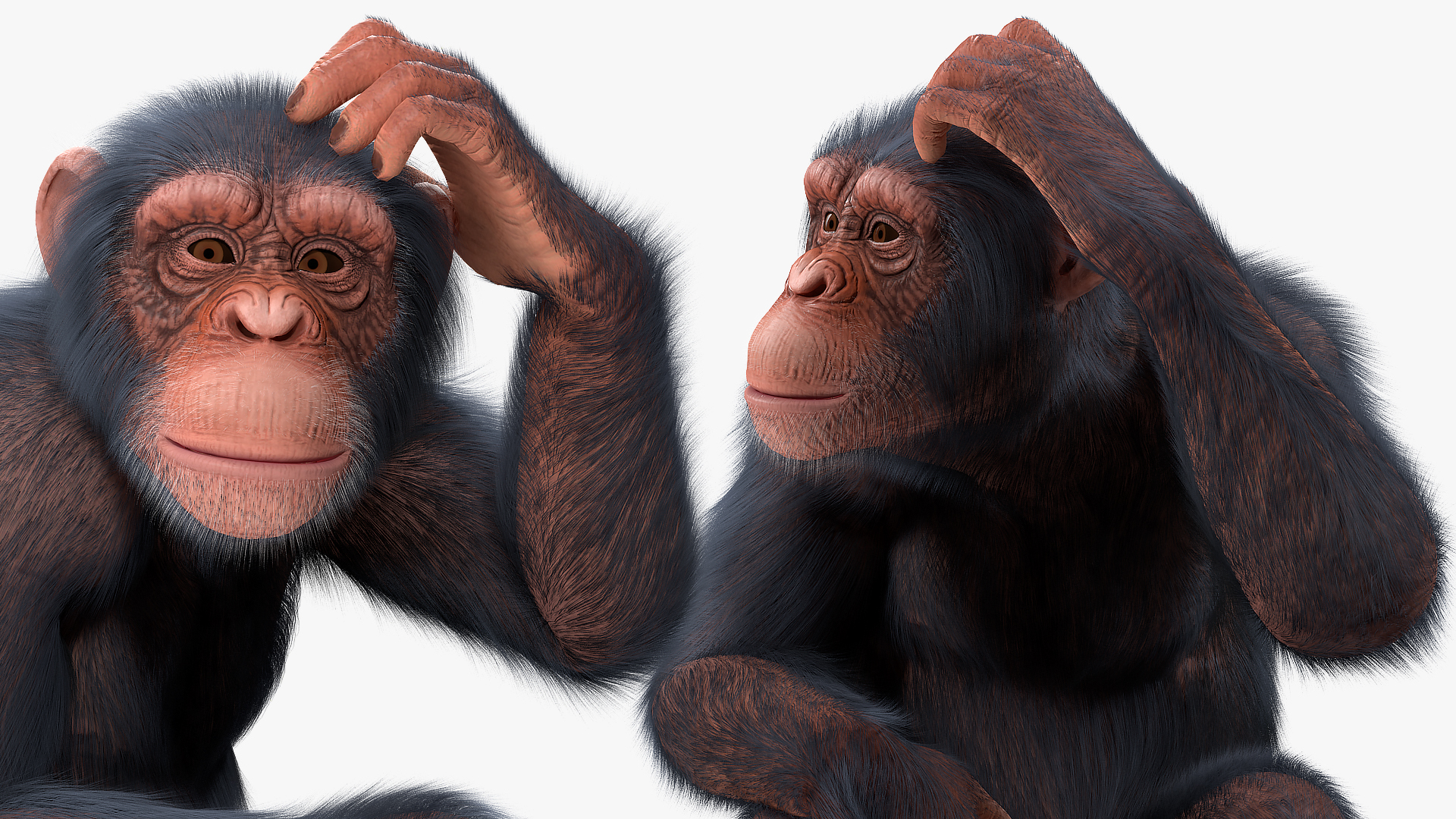 3D Light Chimpanzee Sitting Pose Fur model