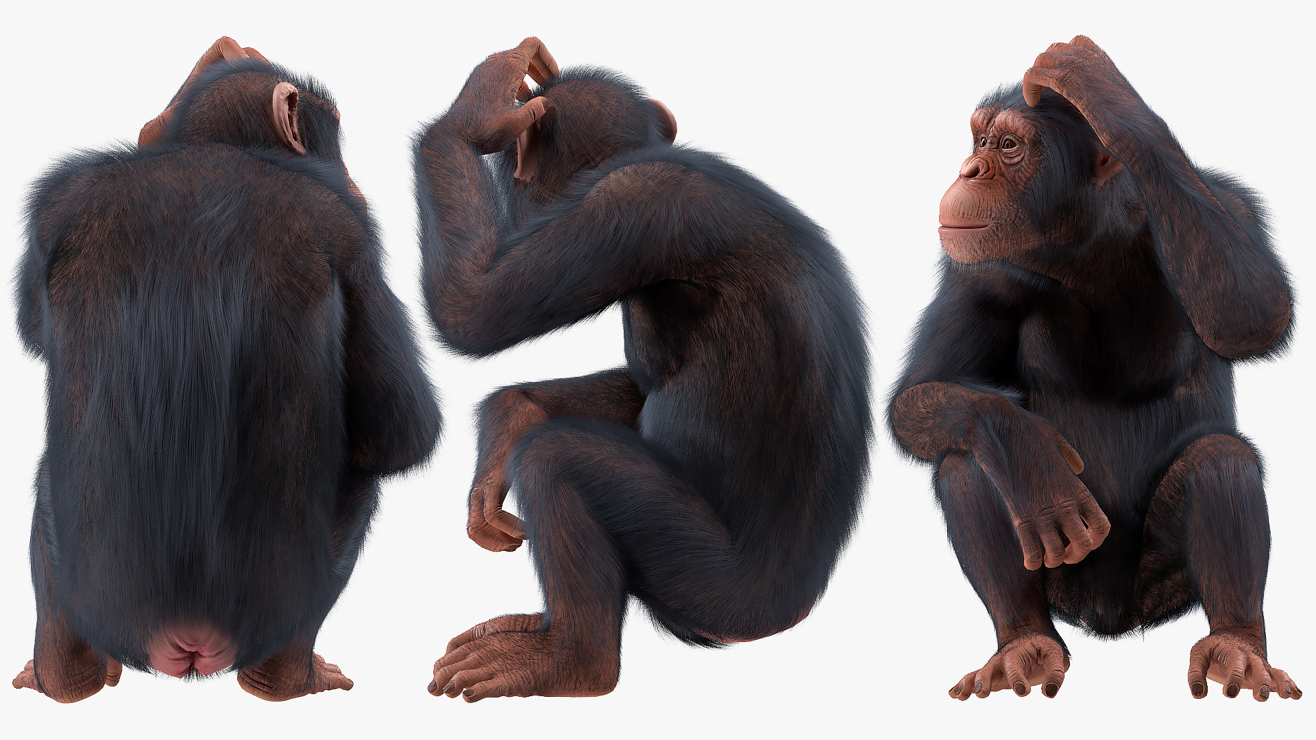 3D Light Chimpanzee Sitting Pose Fur model