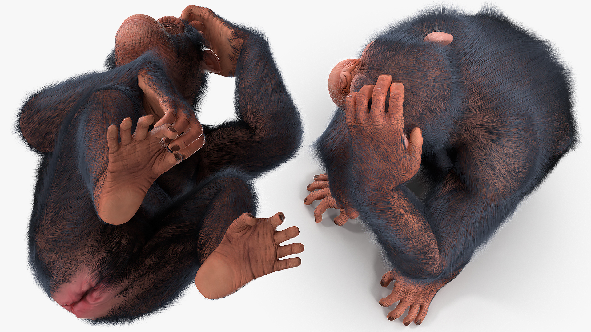 3D Light Chimpanzee Sitting Pose Fur model