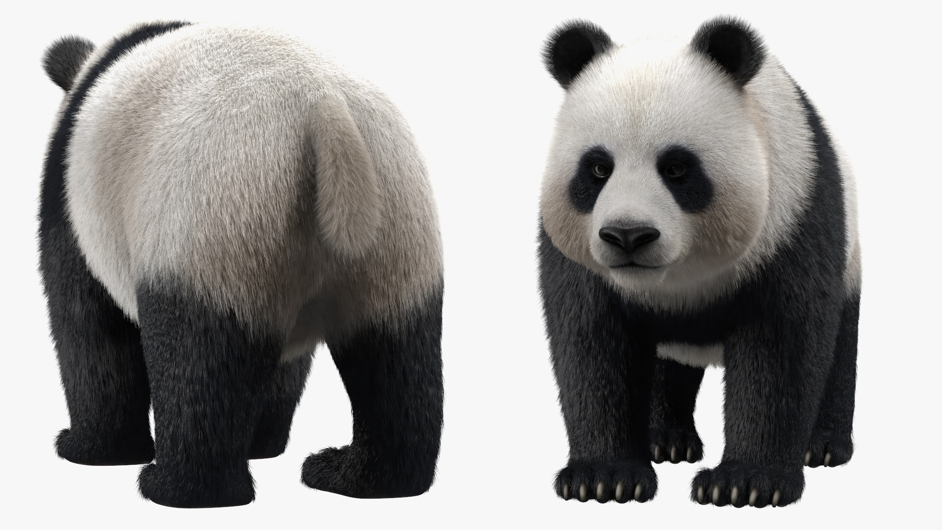 Giant Panda Fur Rigged 3D