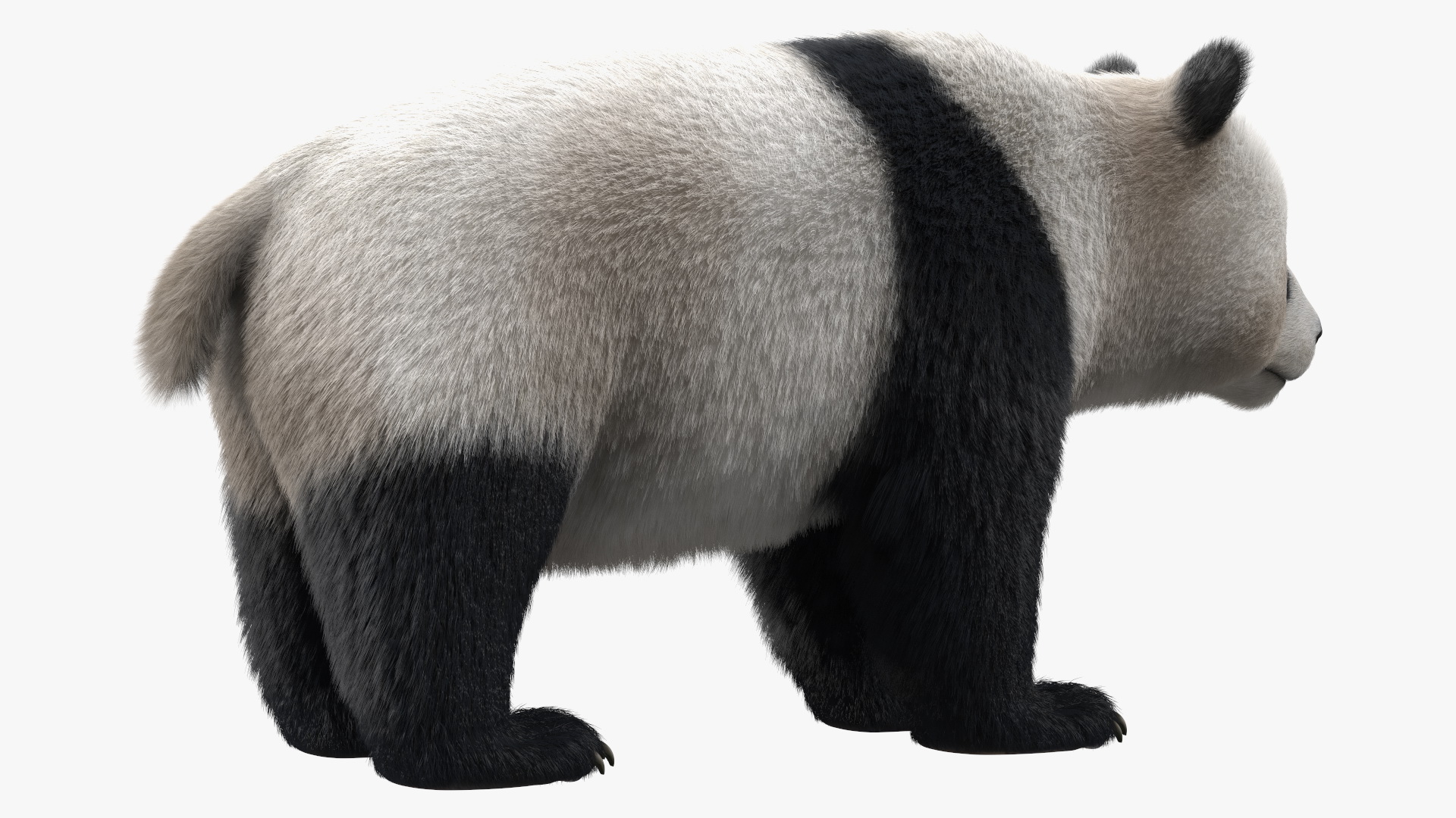 Giant Panda Fur Rigged 3D