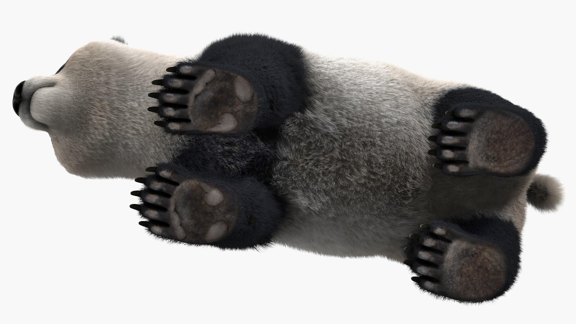 Giant Panda Fur Rigged 3D