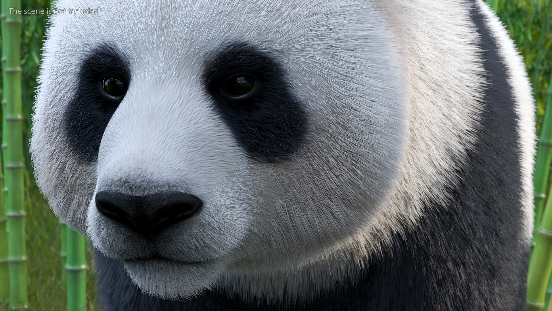 Giant Panda Fur Rigged 3D