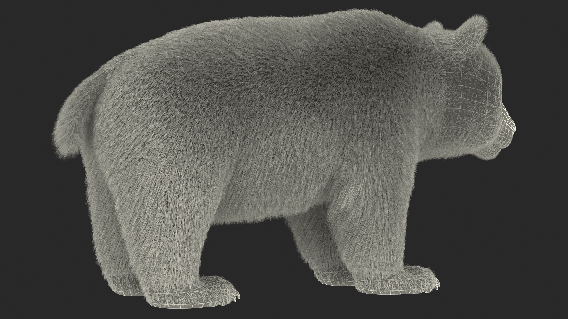 Giant Panda Fur Rigged 3D