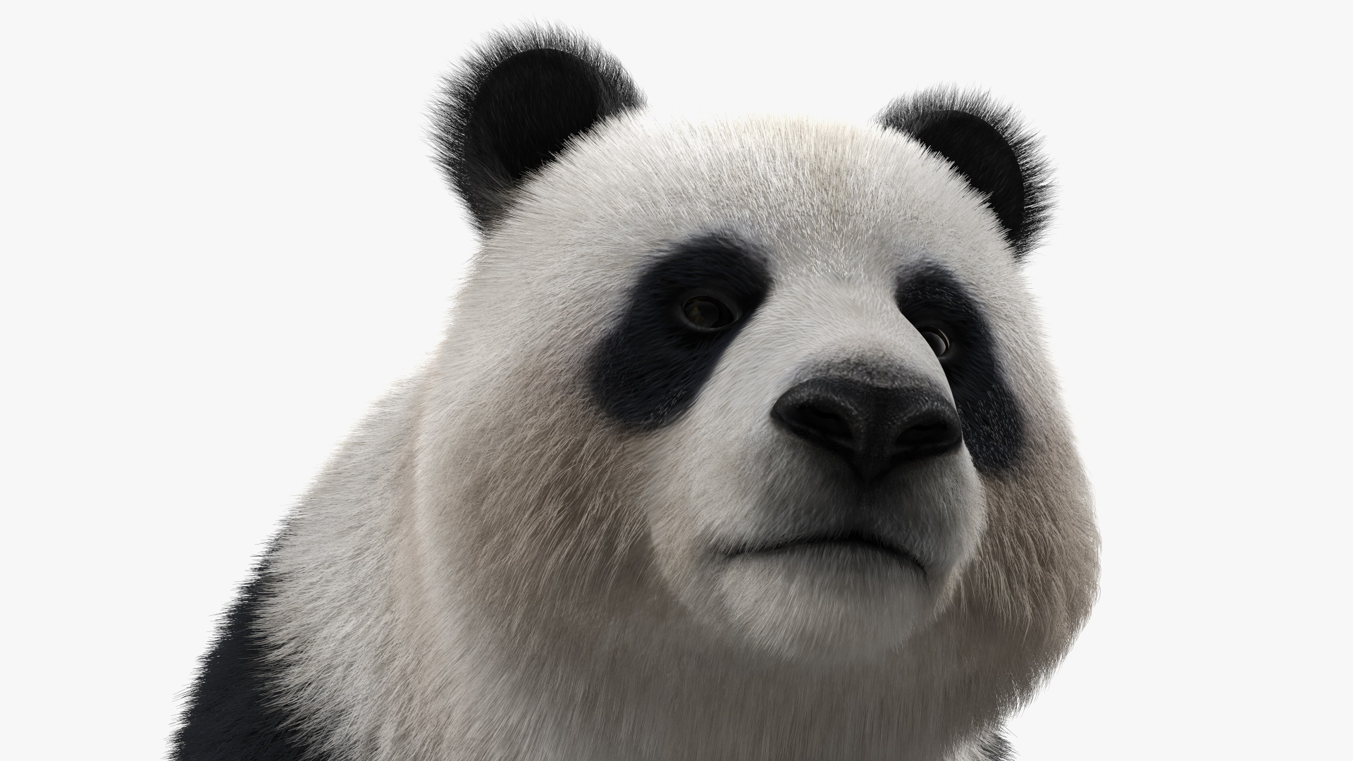 Giant Panda Fur Rigged 3D