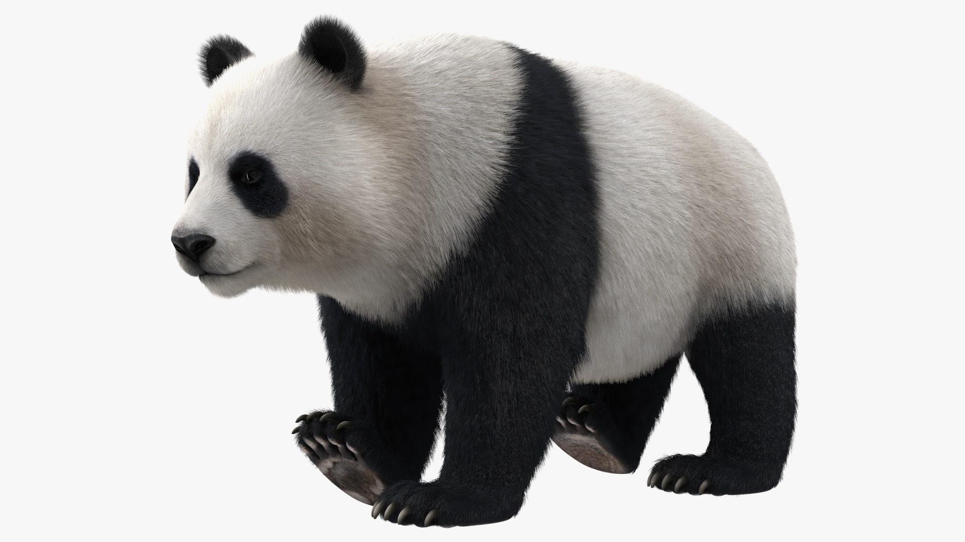 Giant Panda Fur Rigged 3D