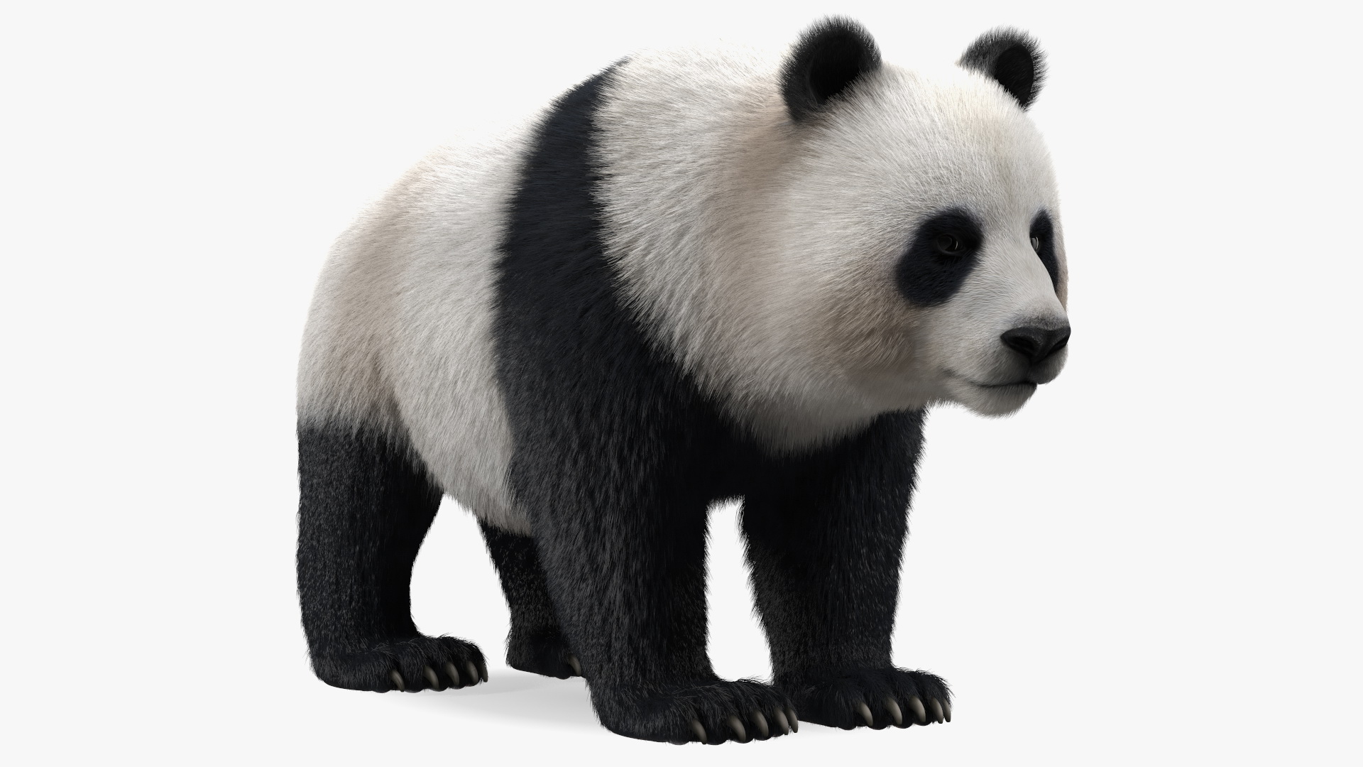 Giant Panda Fur Rigged 3D