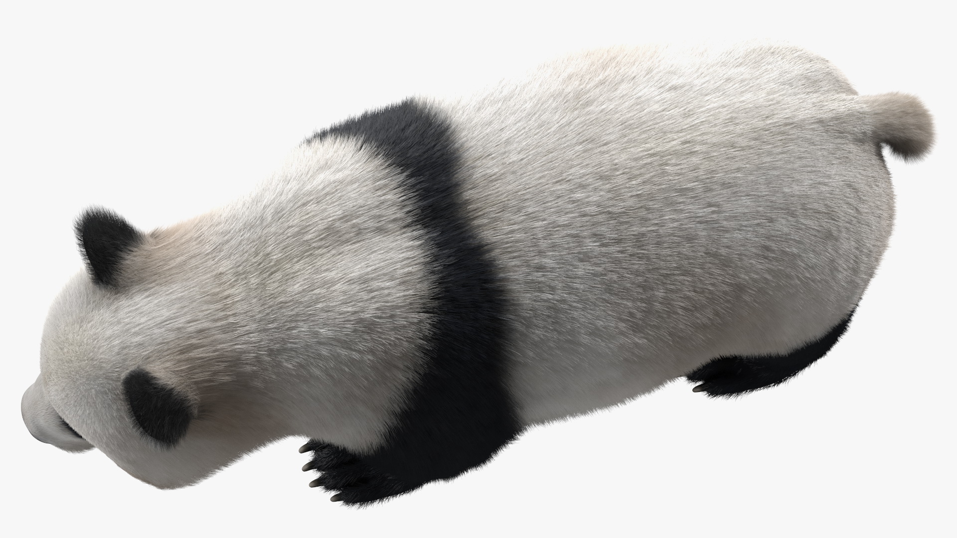 Giant Panda Fur Rigged 3D