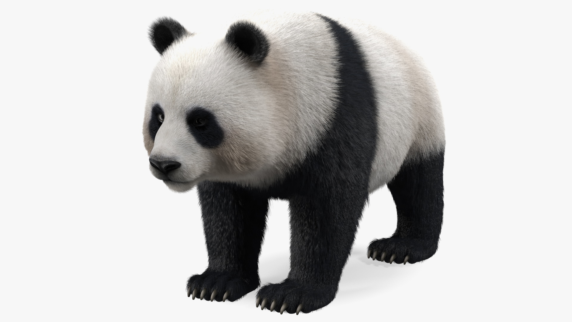 Giant Panda Fur Rigged 3D