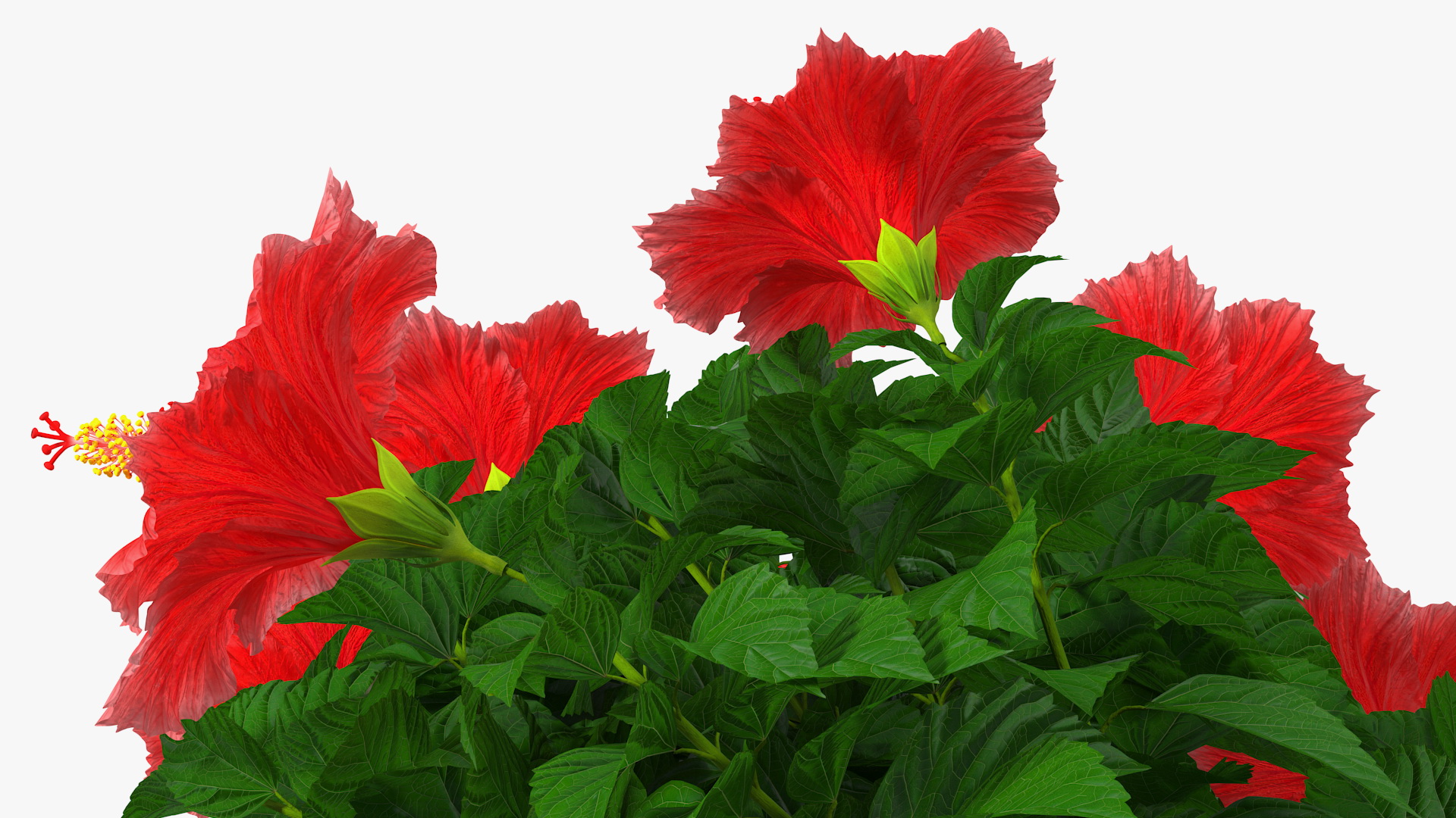 3D Braided Hibiscus Plant Red