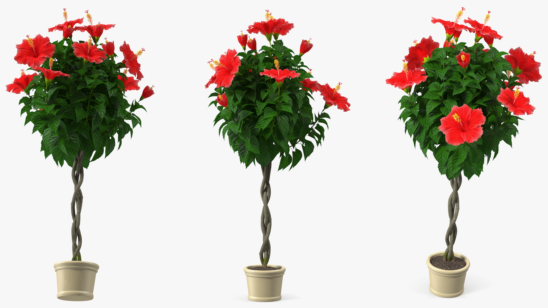 3D Braided Hibiscus Plant Red