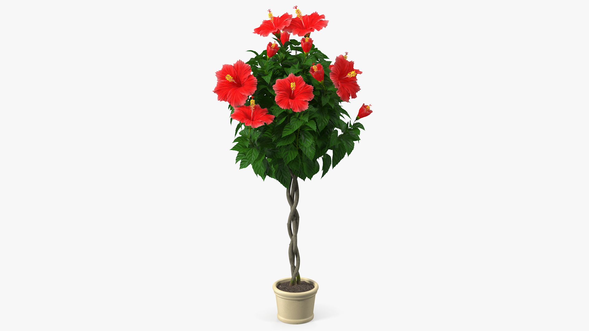 3D Braided Hibiscus Plant Red