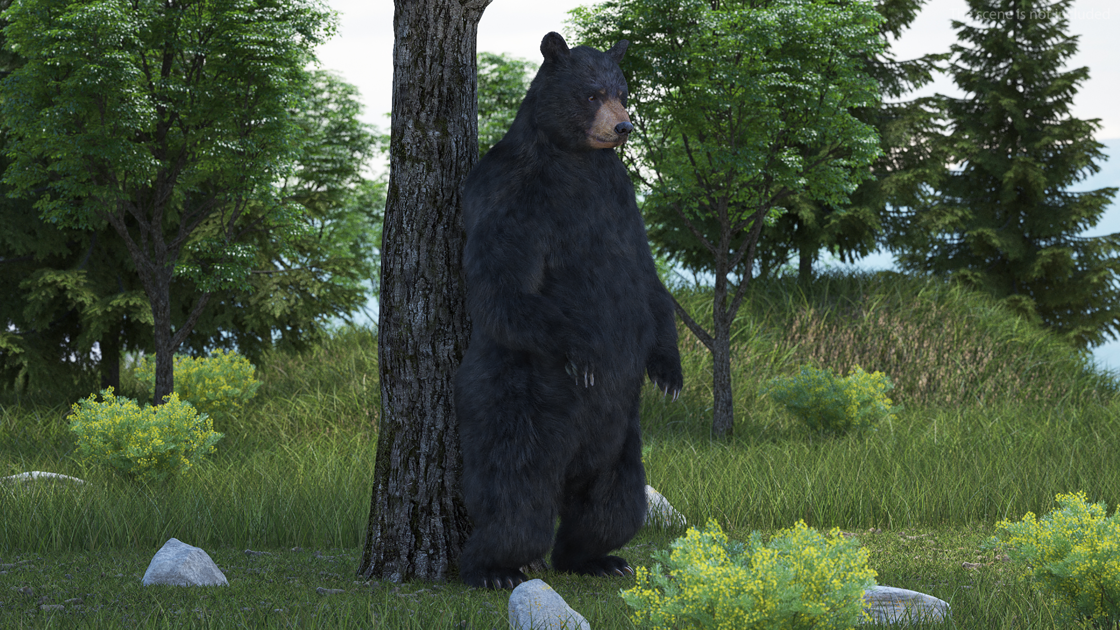 3D Standing Black Bear Fur model