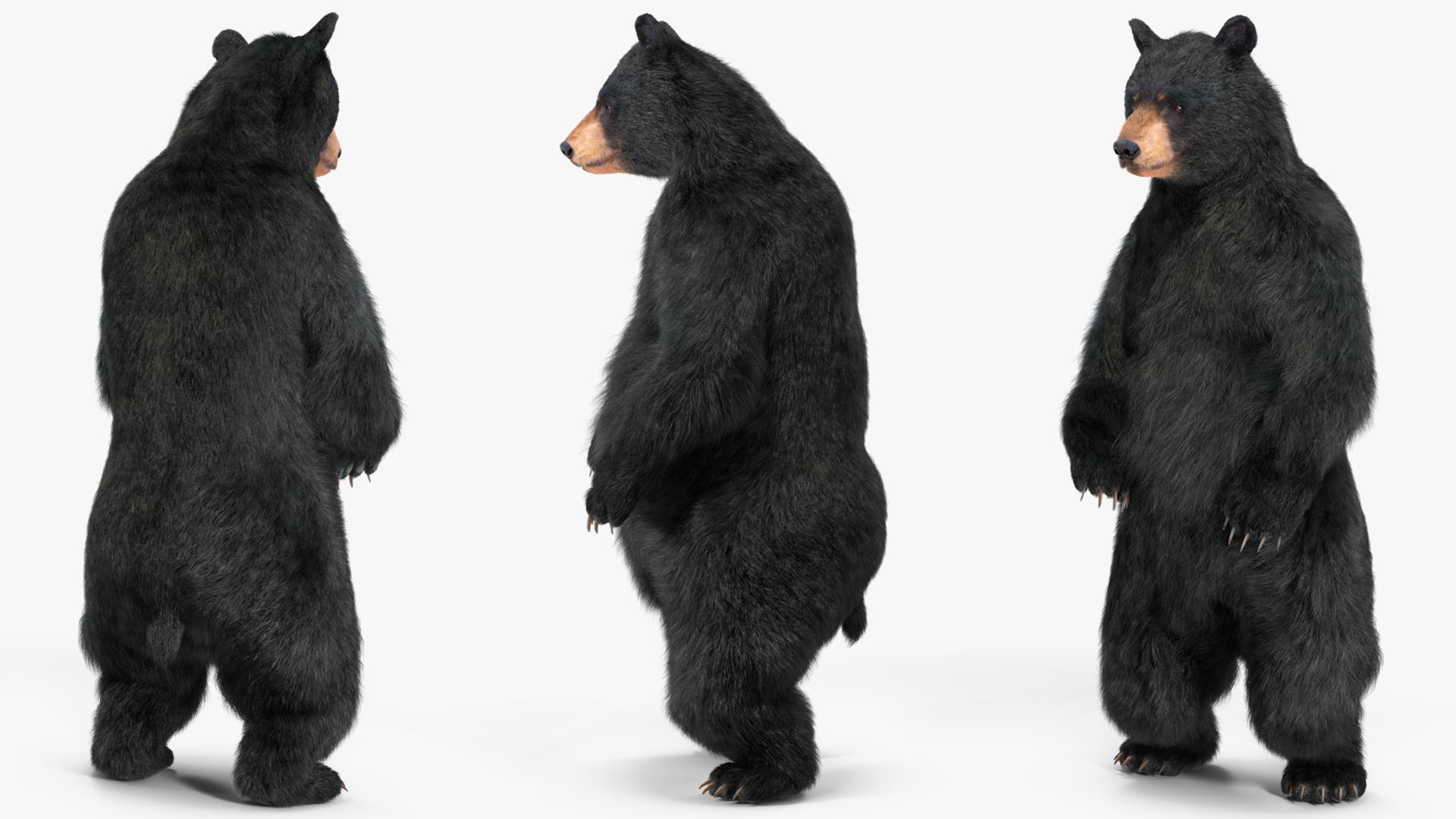 3D Standing Black Bear Fur model