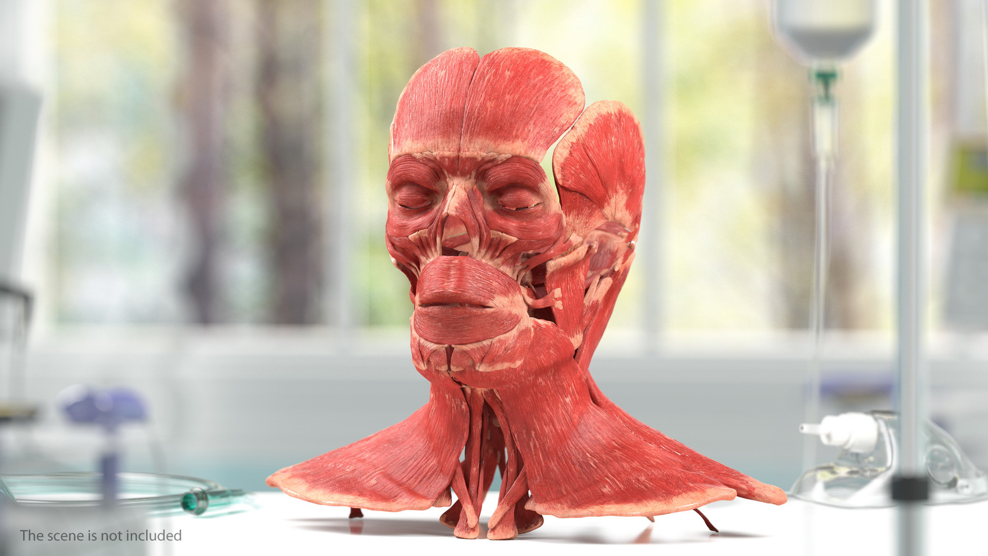 3D model Male Muscular System Full Body