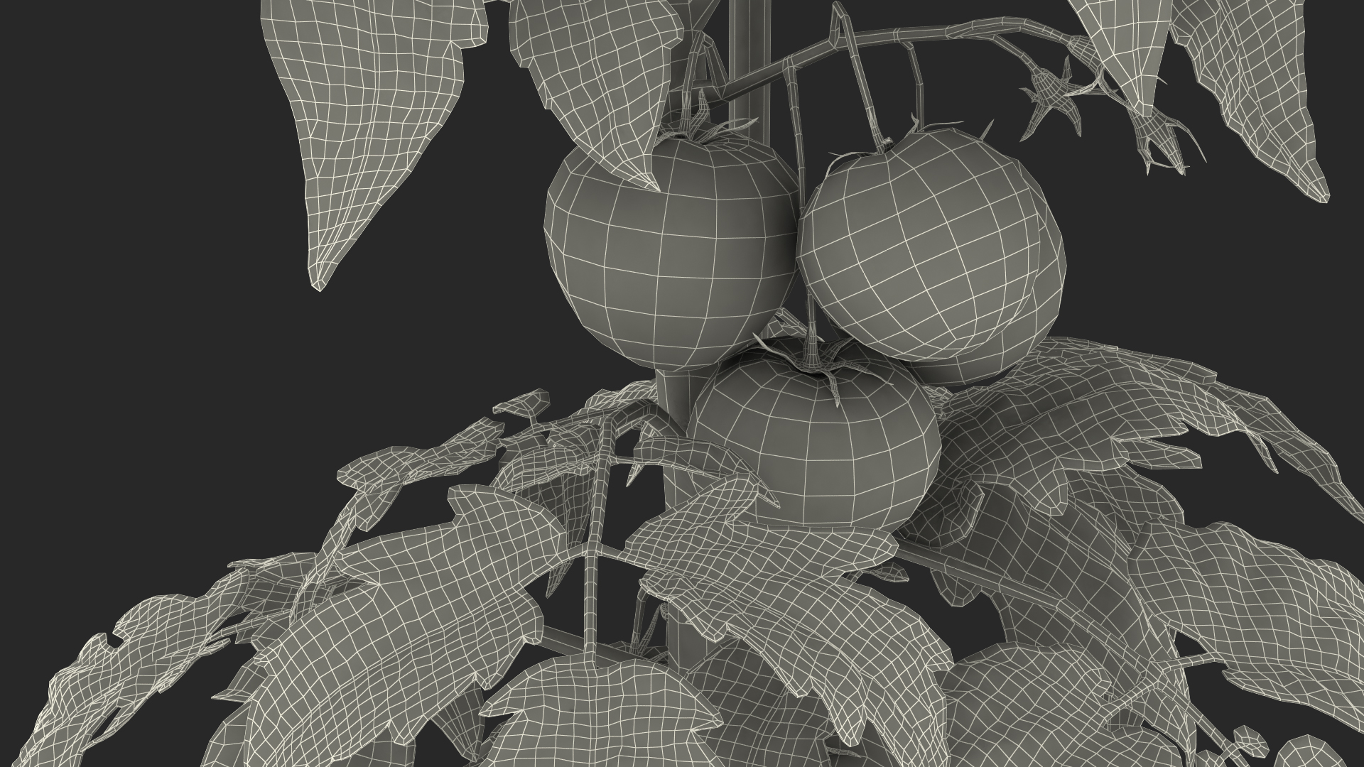 Red Organic Tomato Plant 3D model