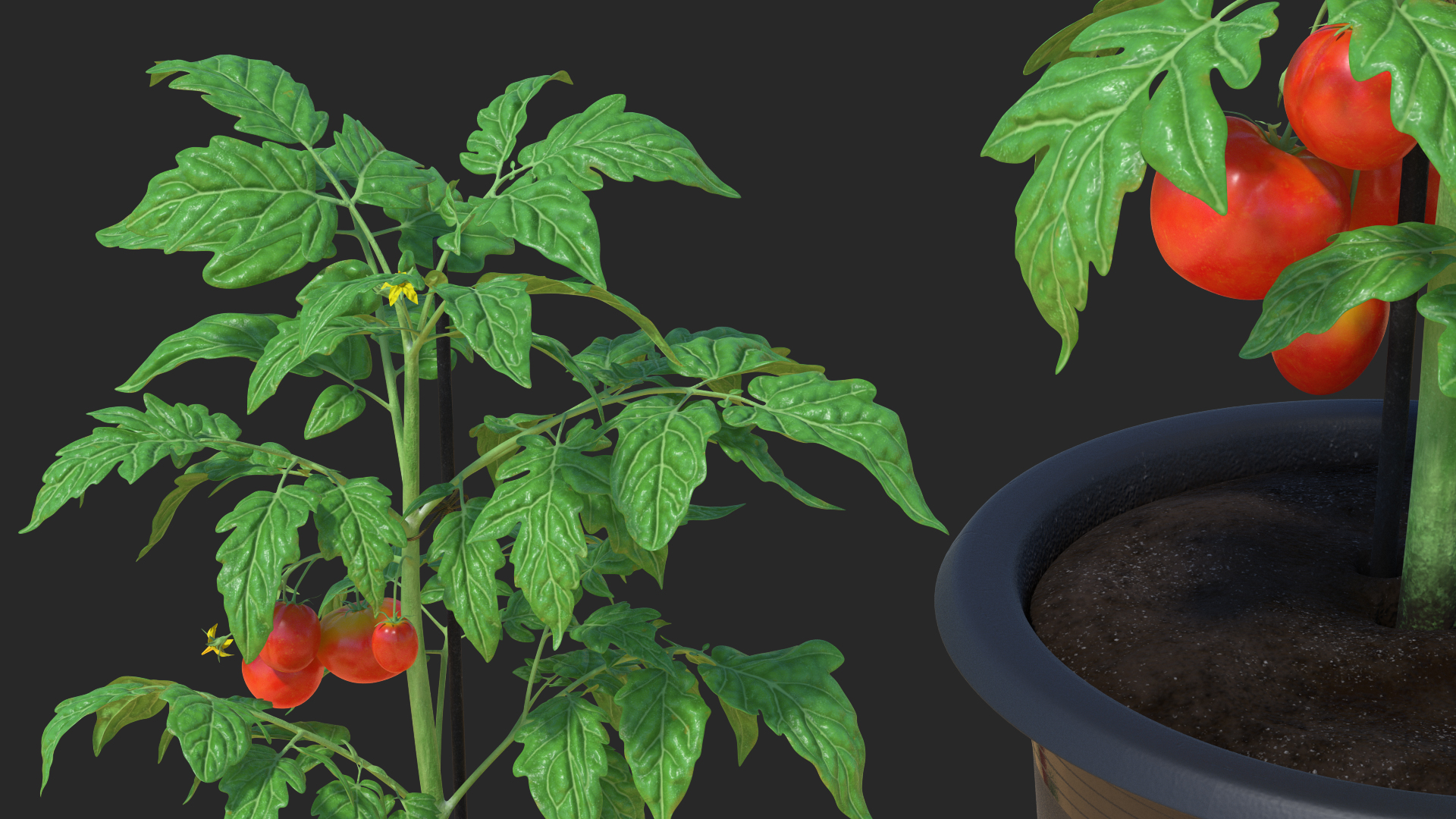 Red Organic Tomato Plant 3D model