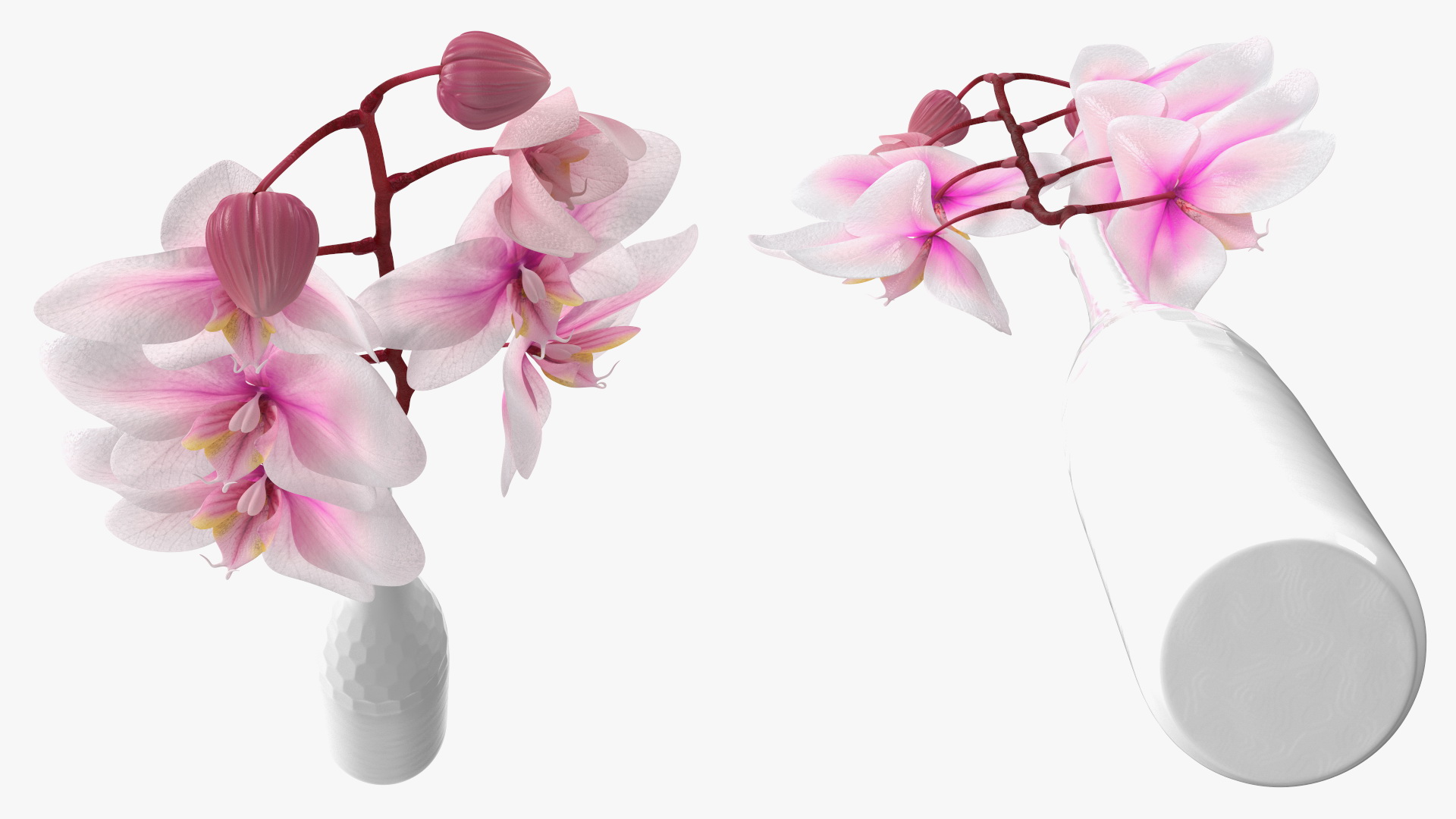 Tall Vase with Small Orchid Stem 3D